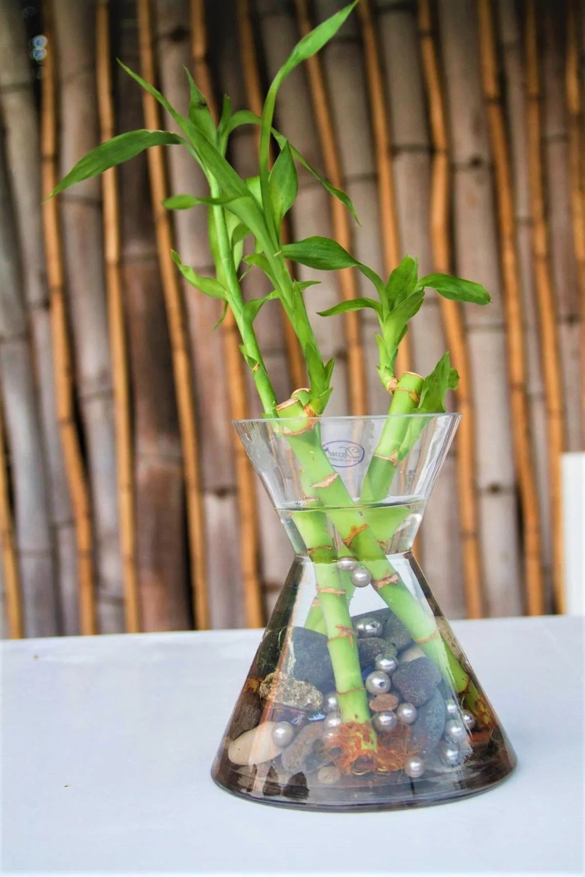 Garden in Eventuality B&B New Kingston