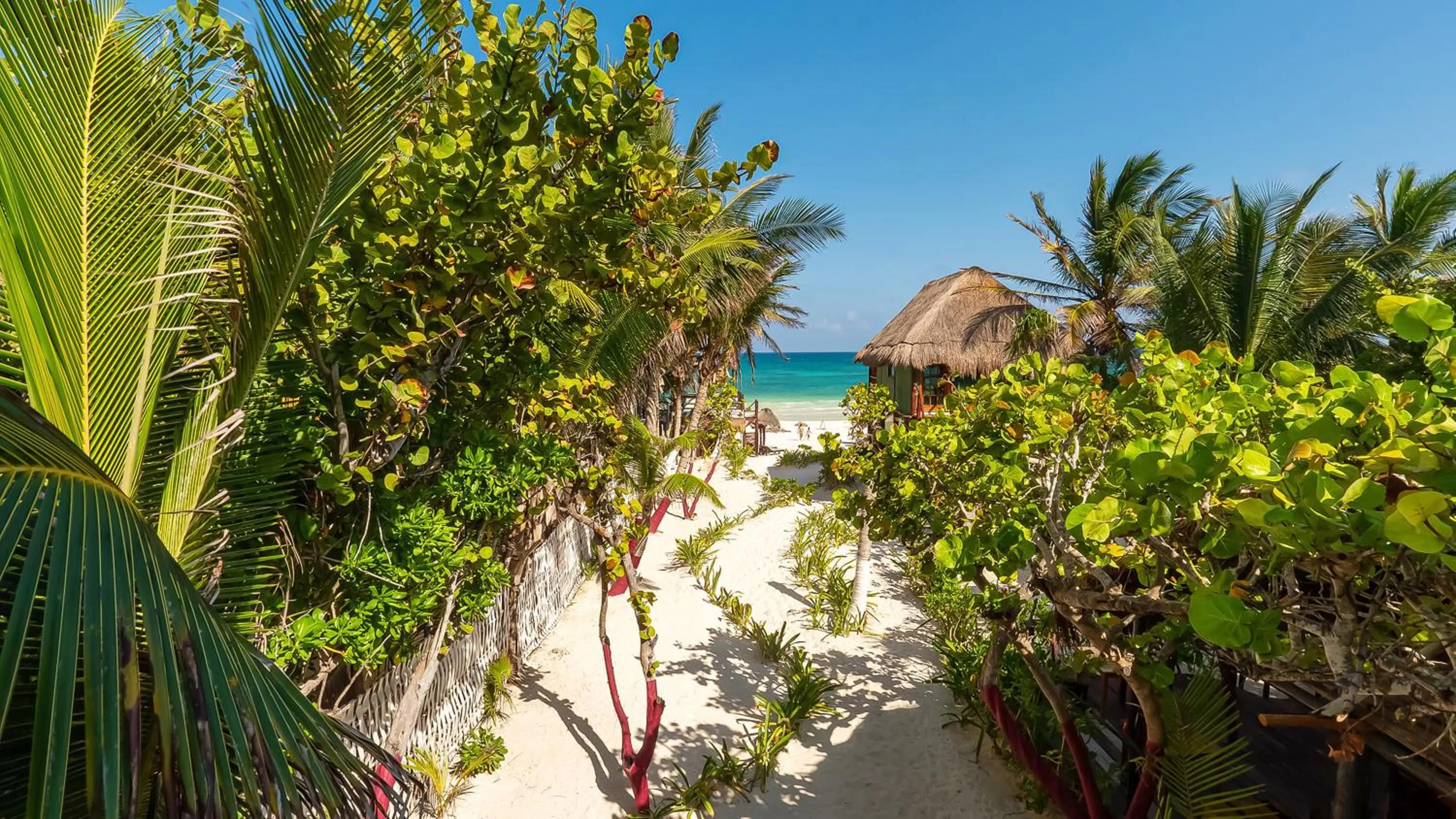 View (from property/room) in Chancabañita Tulum