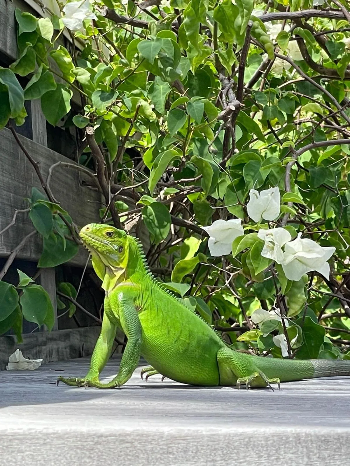 Garden in Les Ilets De La Plage