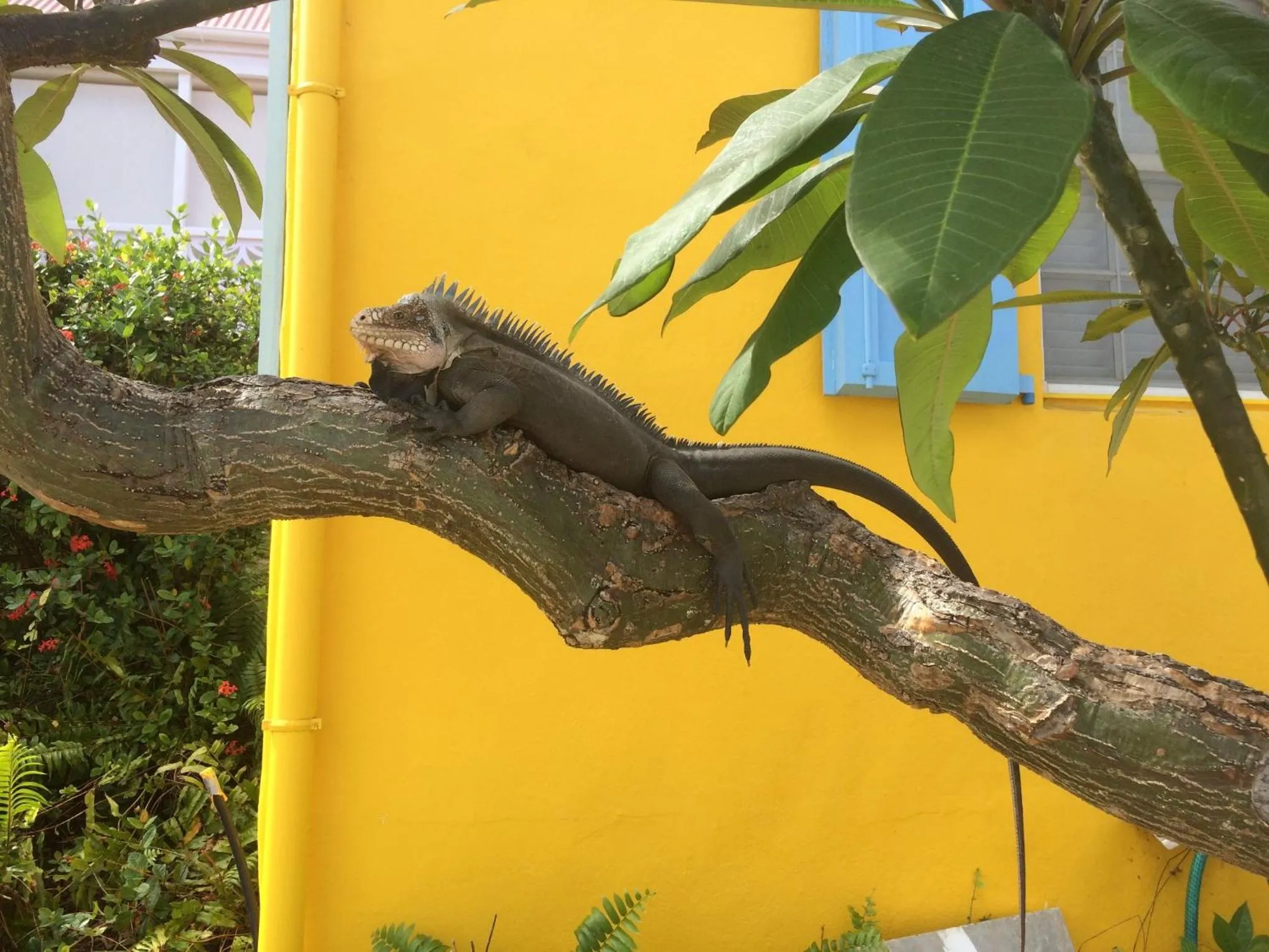 Animals in Les Ilets De La Plage