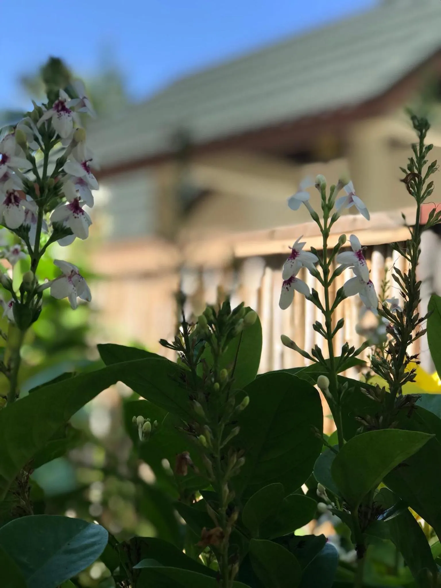 Cloud Inn Kandy Homestay - Near Temple of Tooth