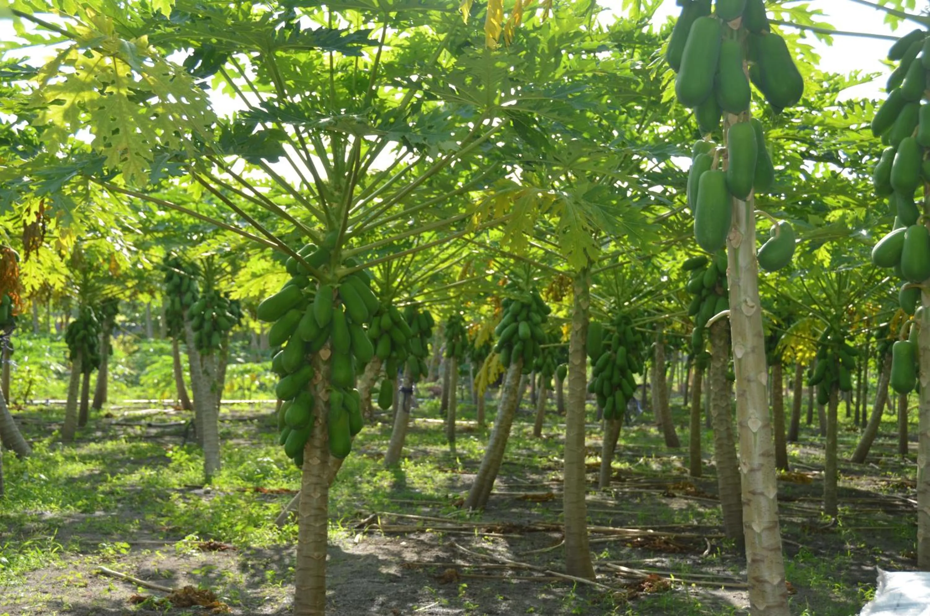 Natural landscape in Dive Villa Thoddoo