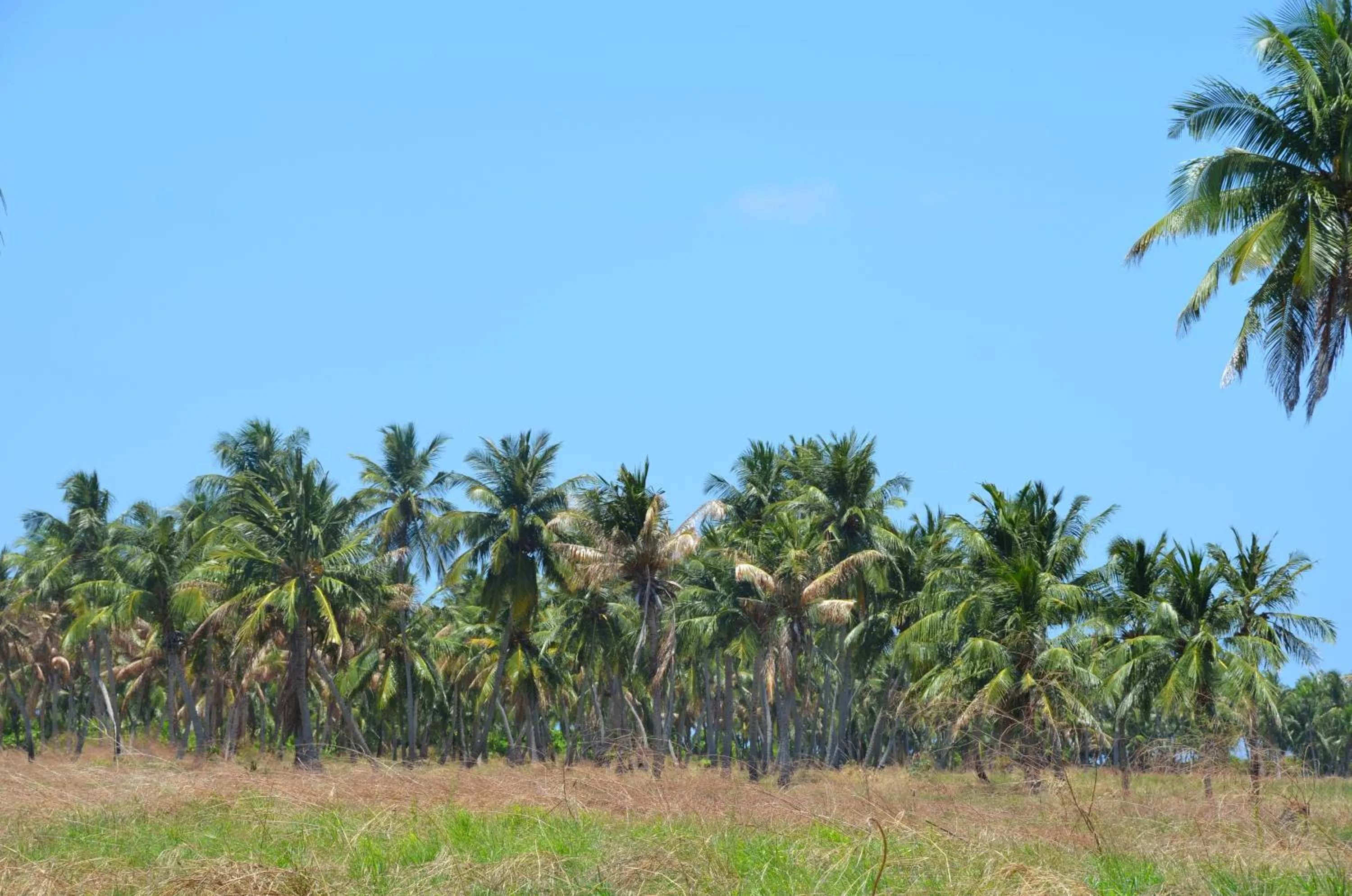 Property building in Dive Villa Thoddoo