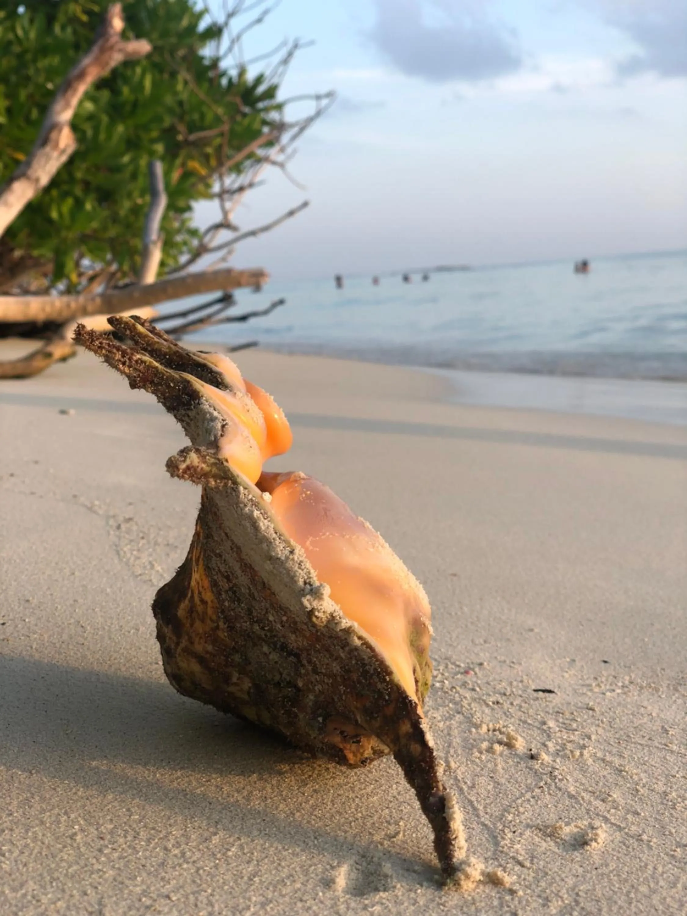 Beach in Dive Villa Thoddoo