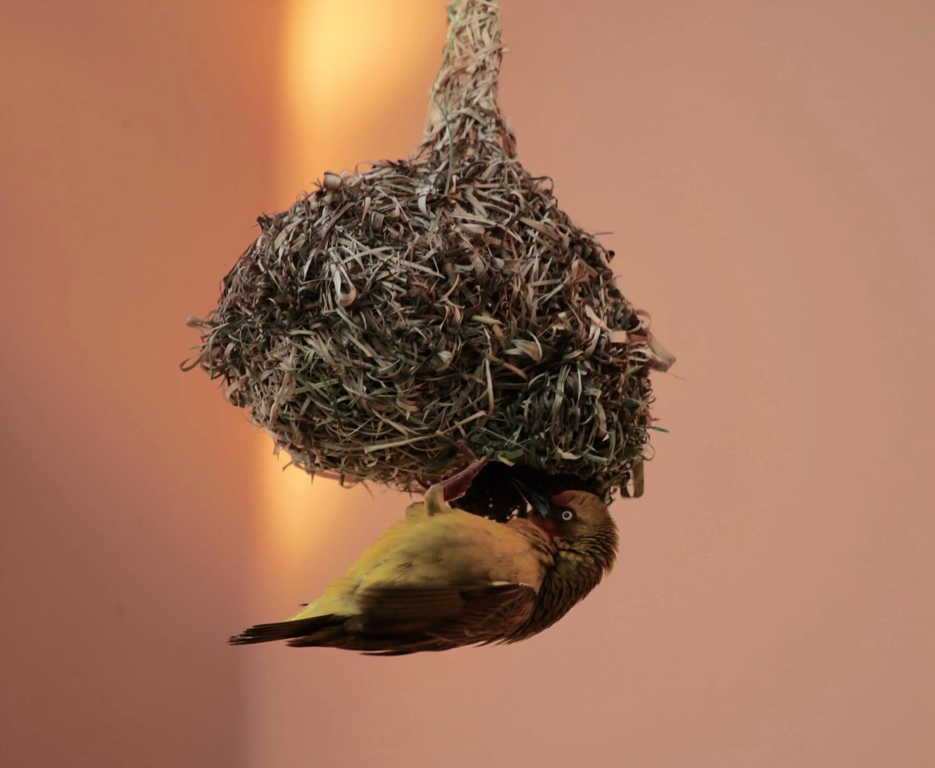 Animals in Cinnamon House Bed & Breakfast