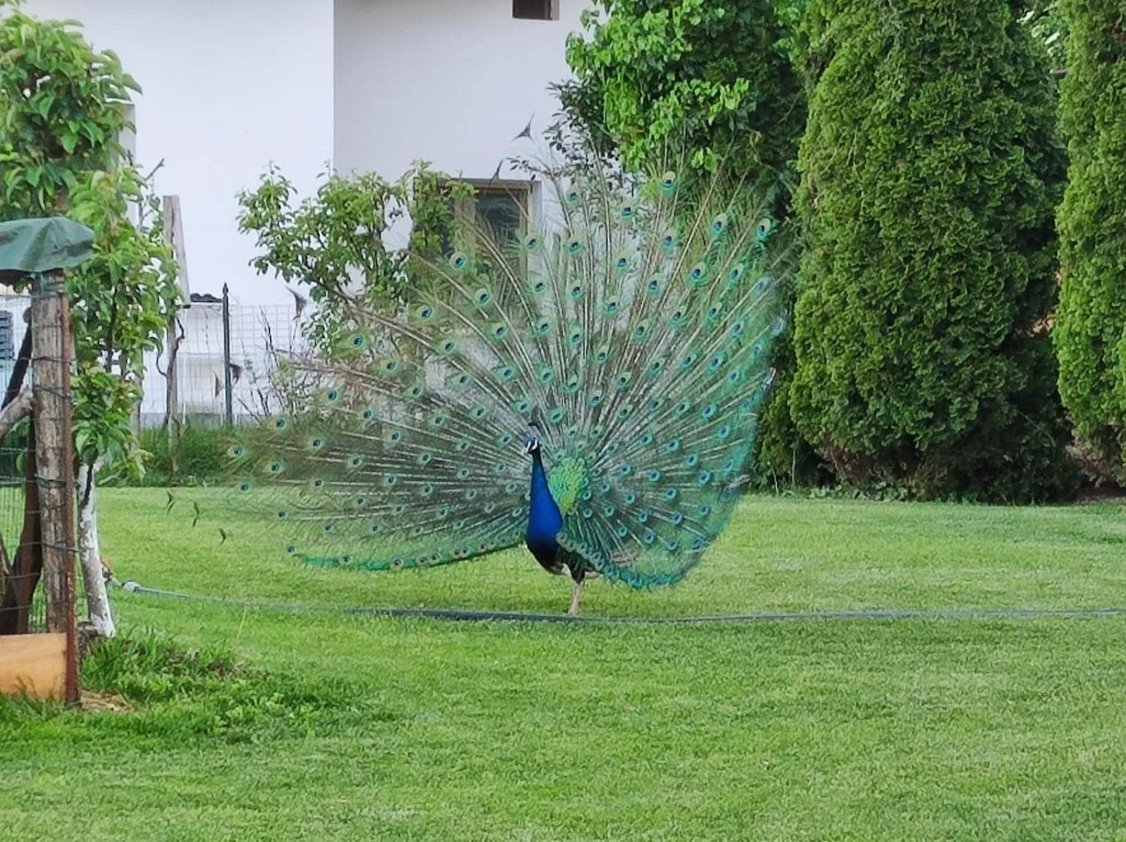 Animals in Monte Lago