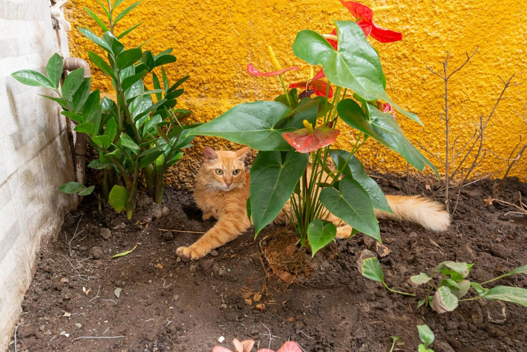 Animals in Pousada Flor de Olinda