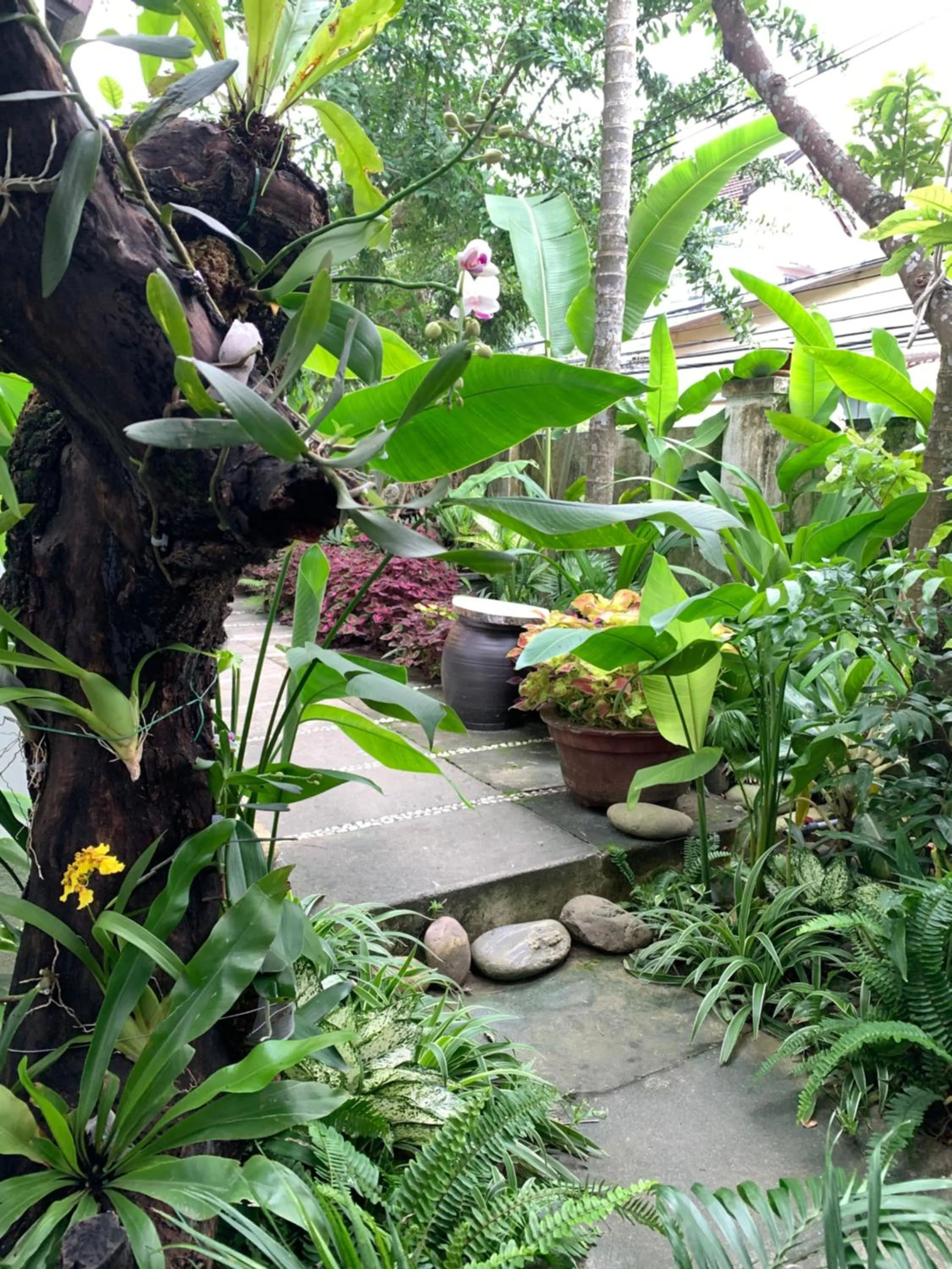 Garden in Sunny Garden Homestay