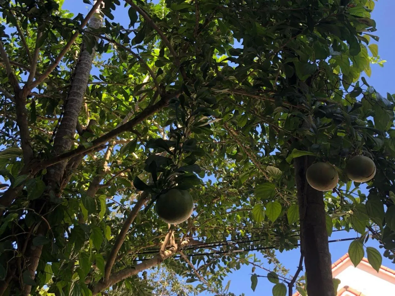 Garden in Sunny Garden Homestay