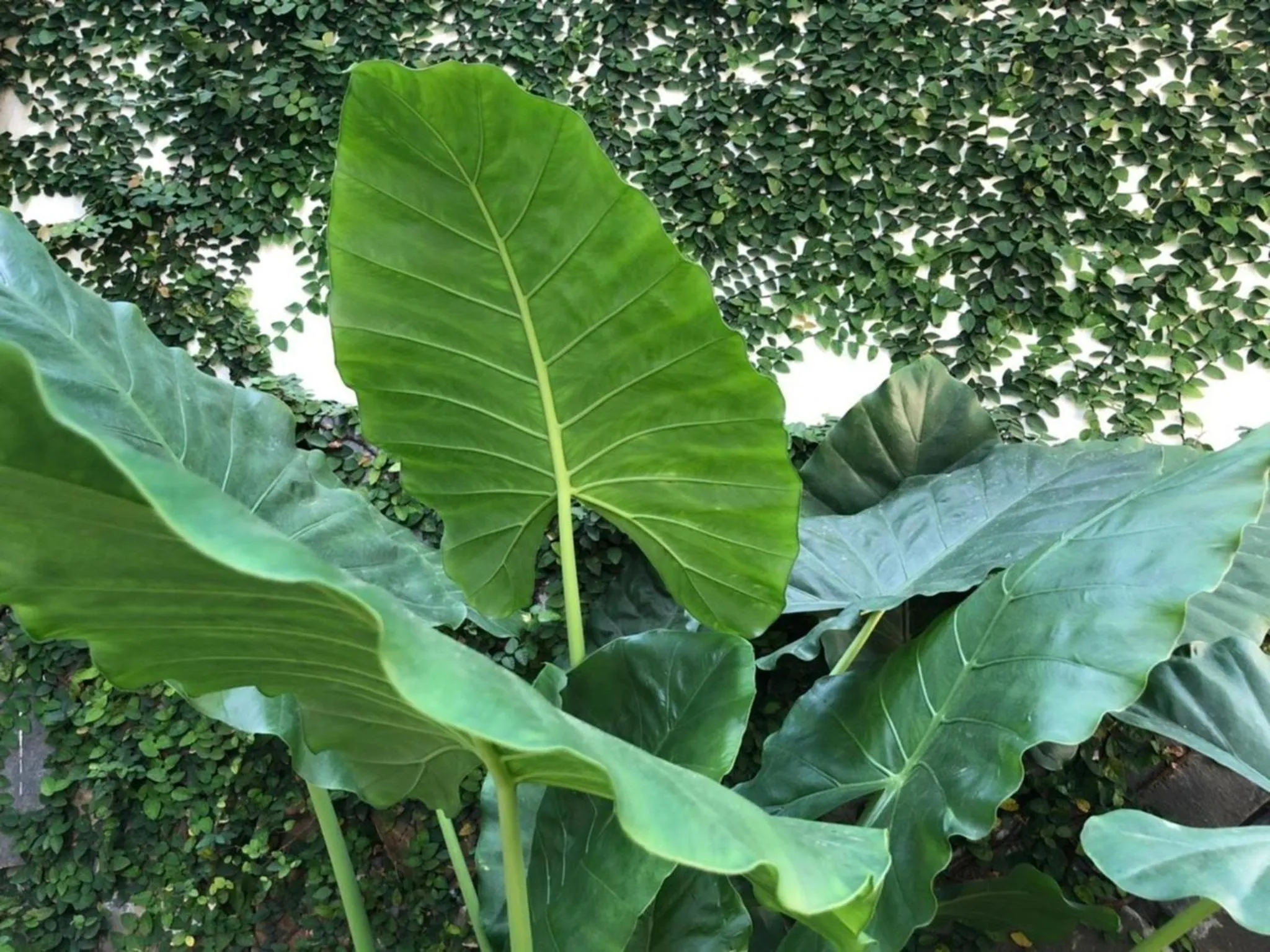 Garden in Sunny Garden Homestay