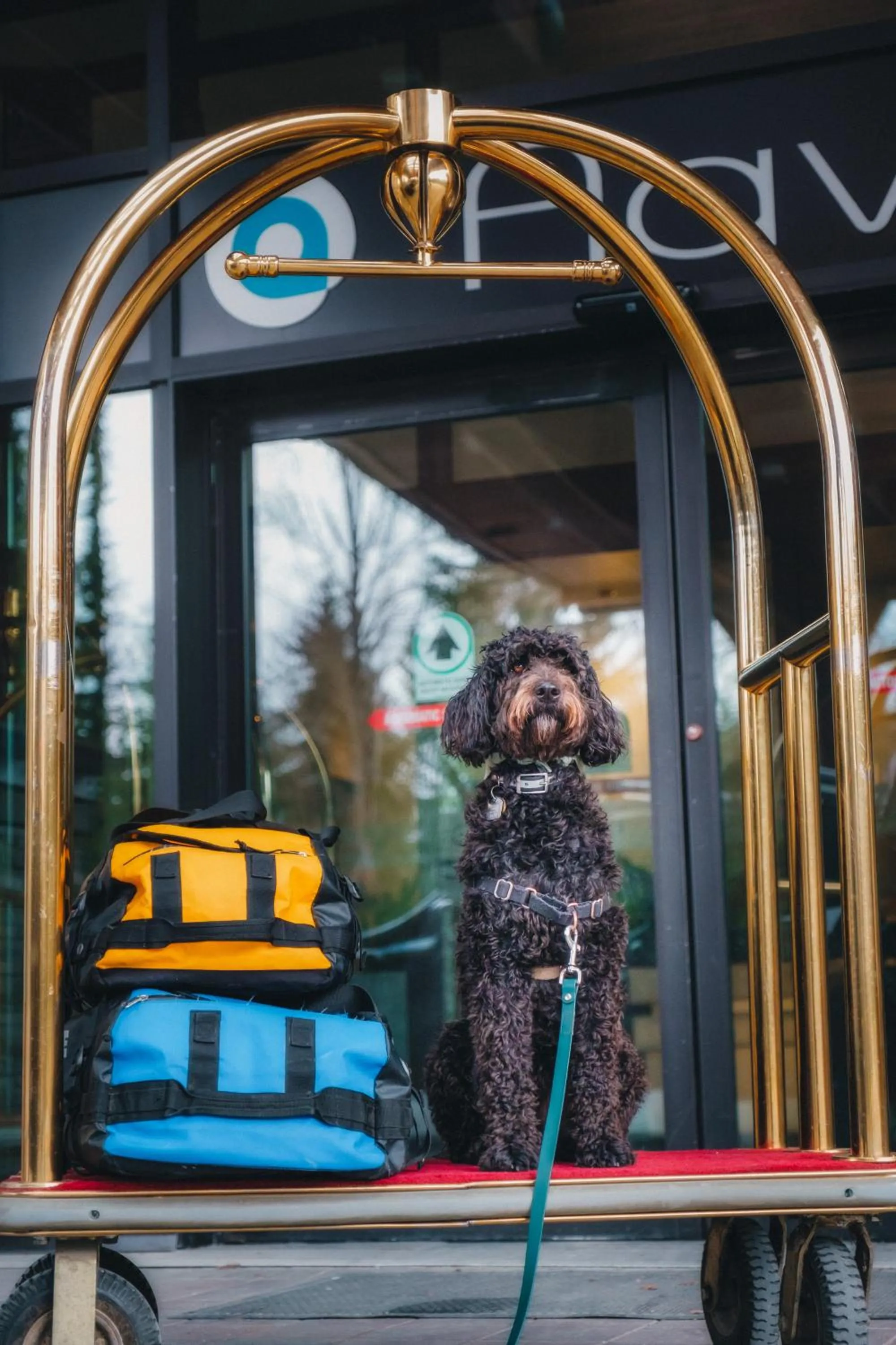 Pets in Aava Whistler Hotel