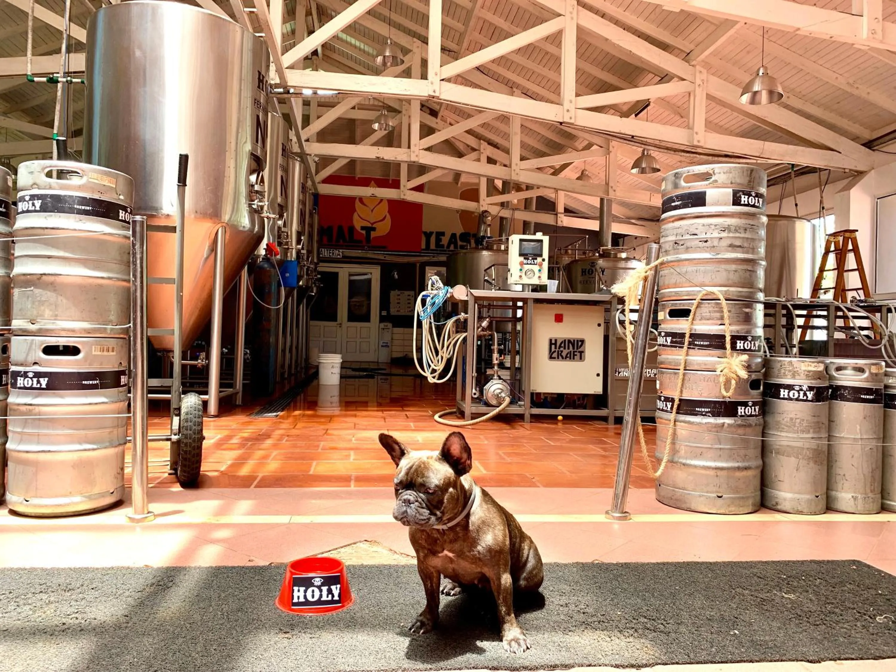 Pets in Beer Hotel Iguazú