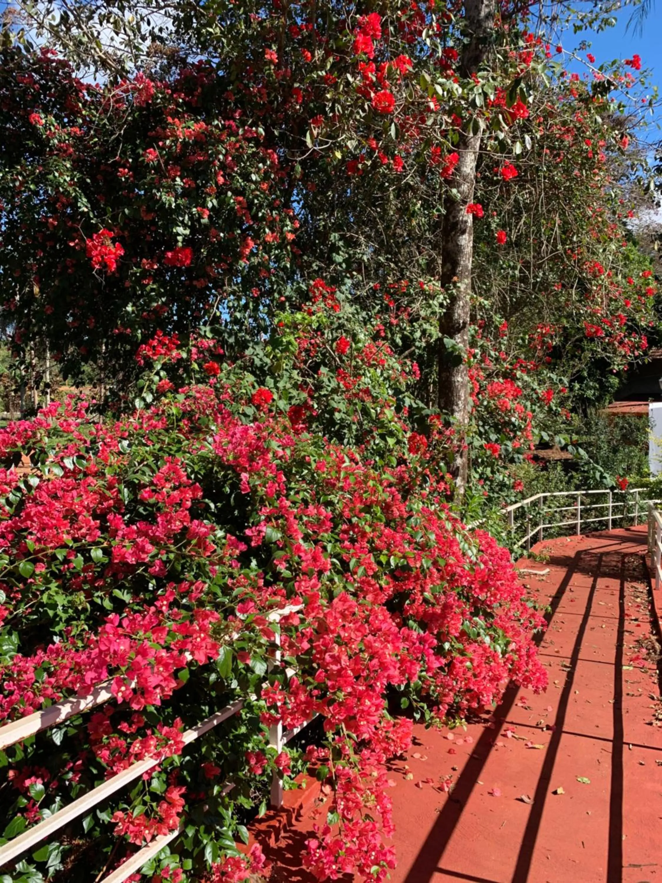 Spring in Beer Hotel Iguazú