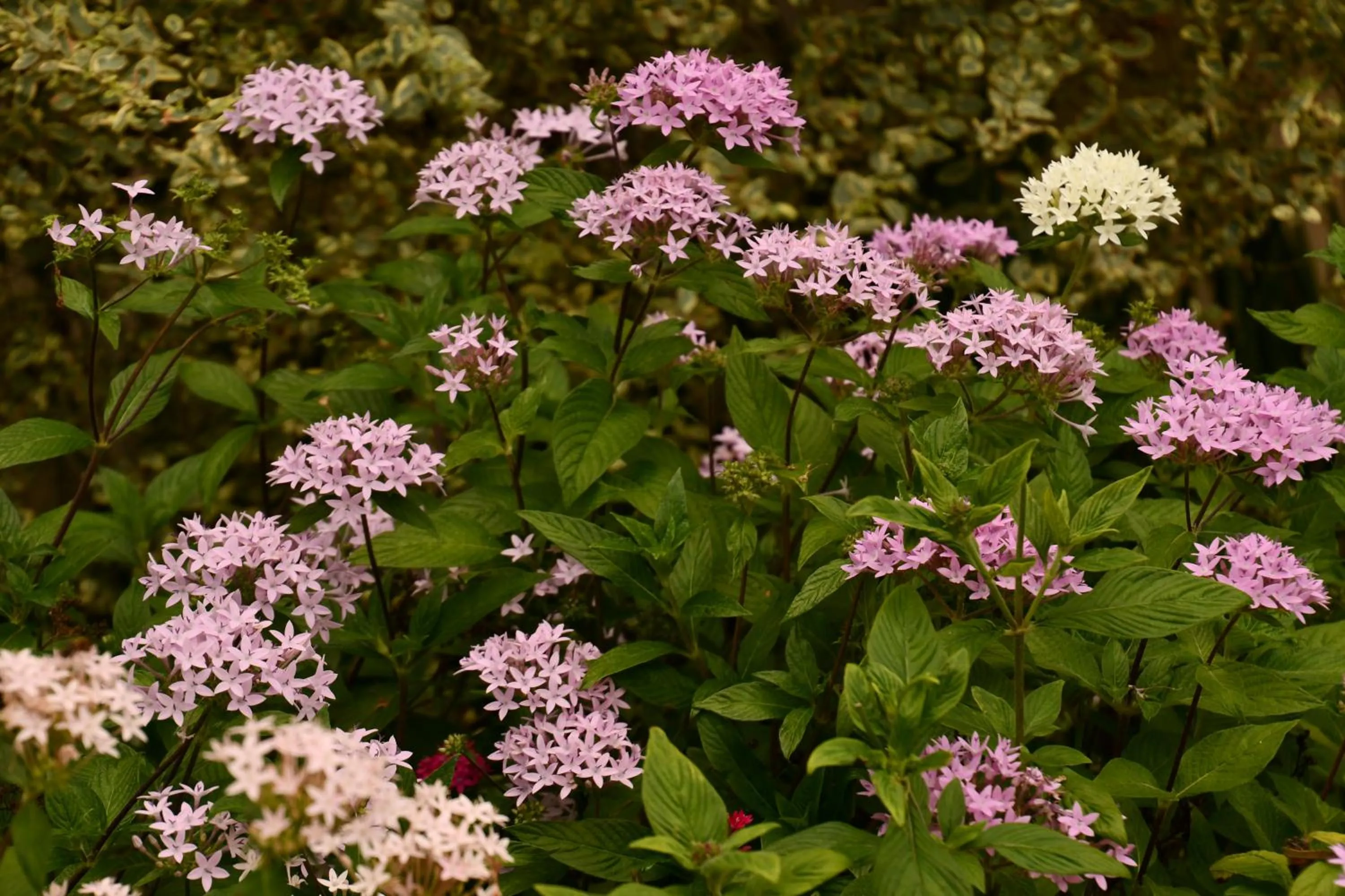 Natural landscape in Hotel Alisei