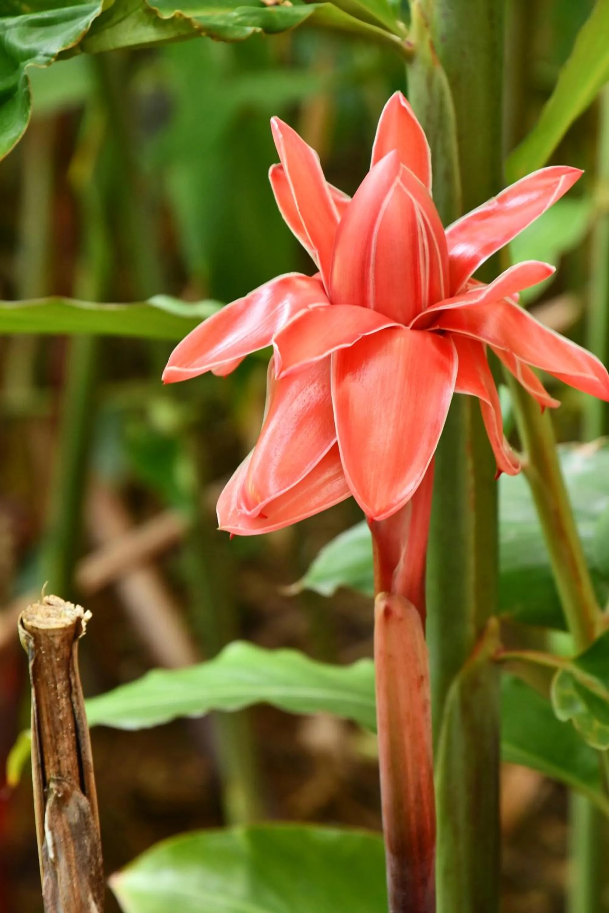 Natural landscape in Hotel Alisei