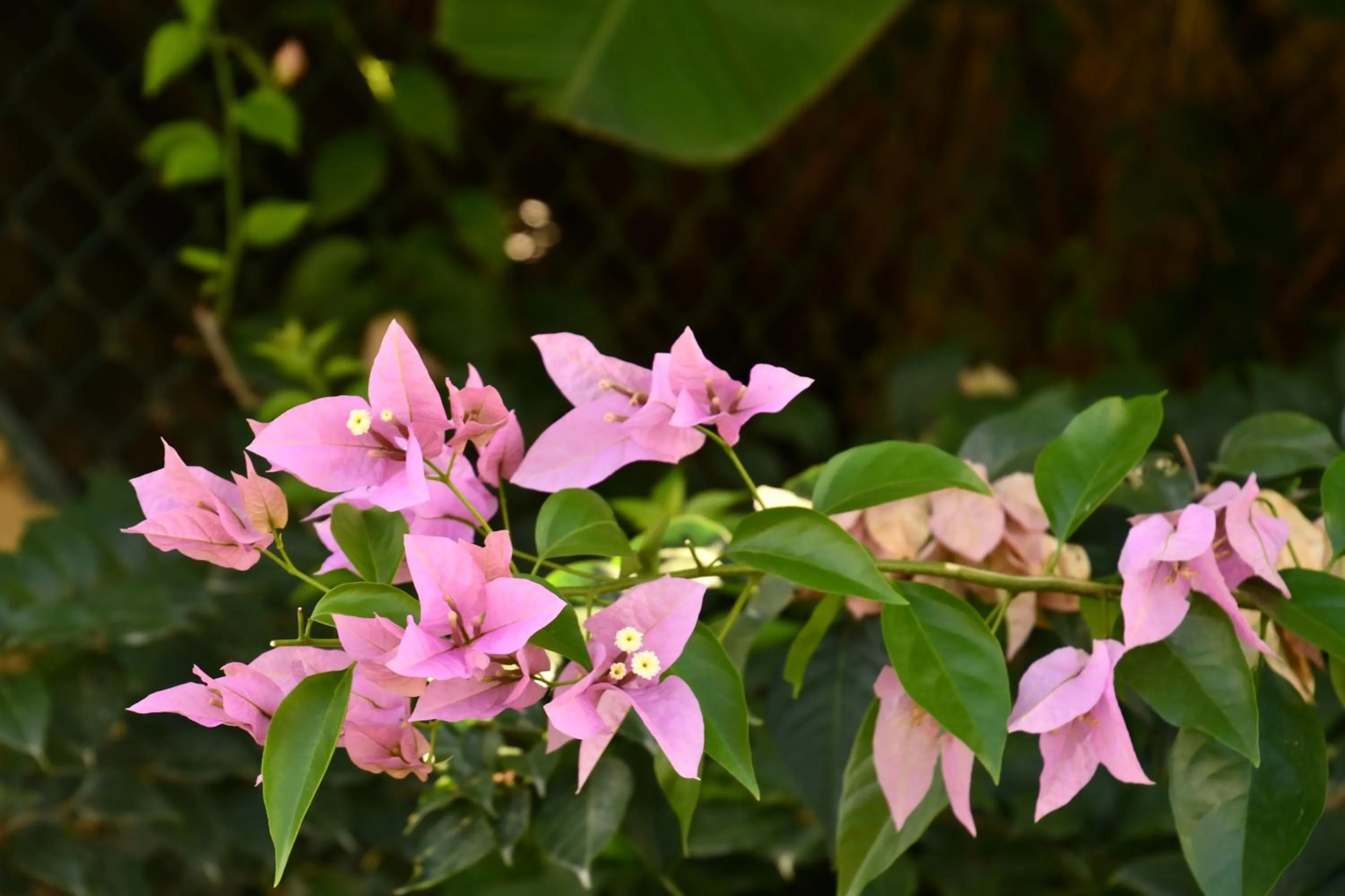 Natural landscape in Hotel Alisei