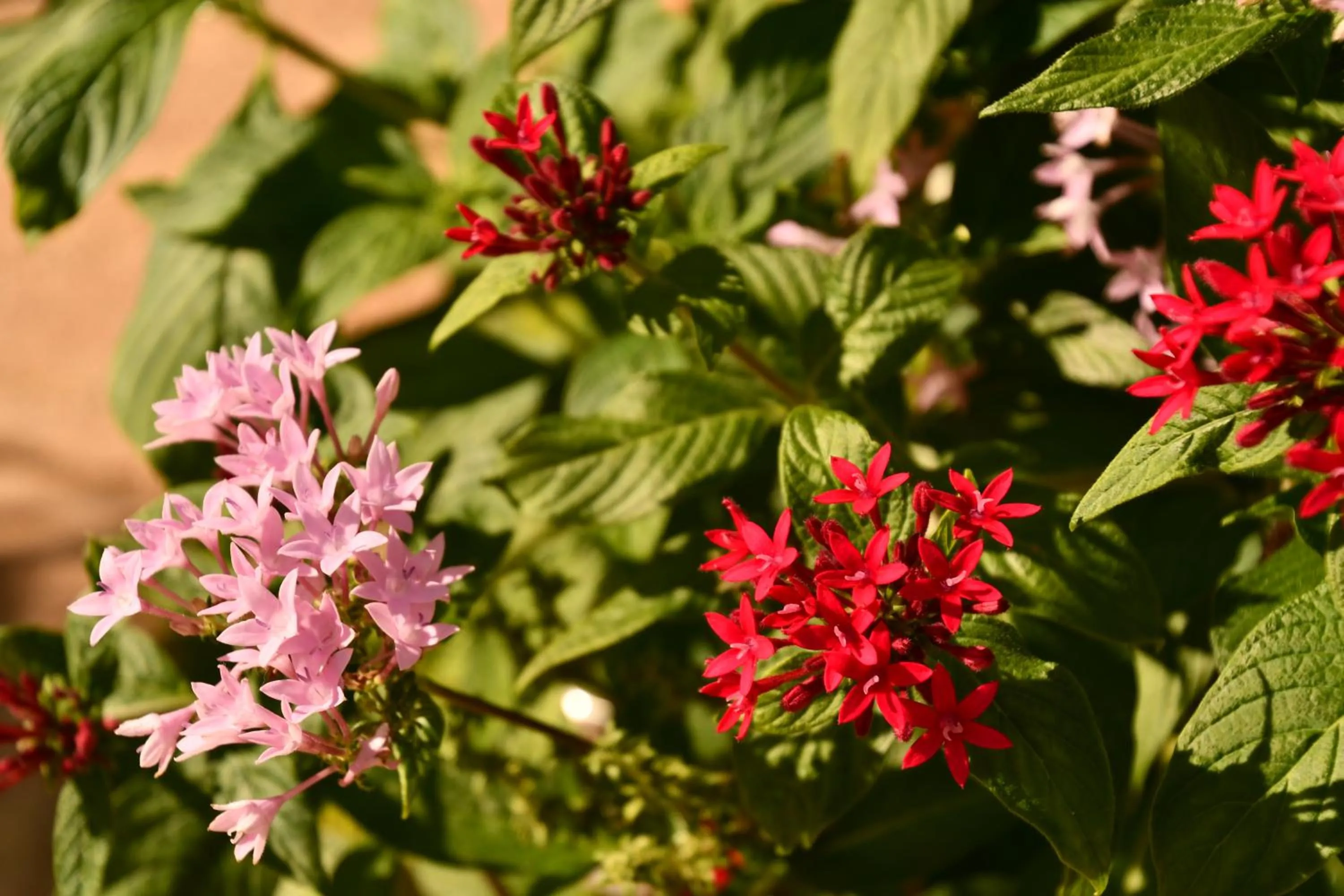 Natural landscape in Hotel Alisei