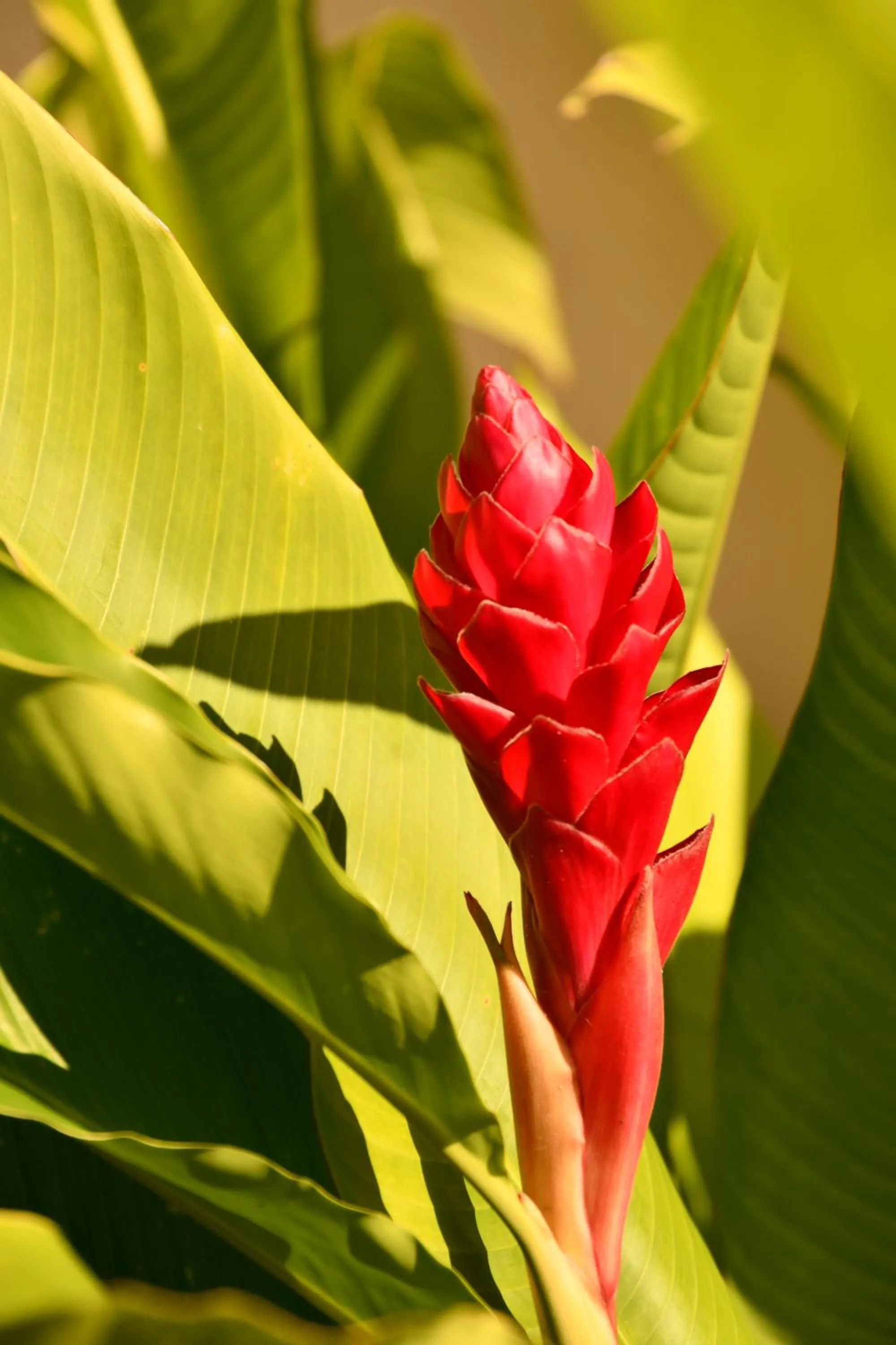 Natural landscape in Hotel Alisei