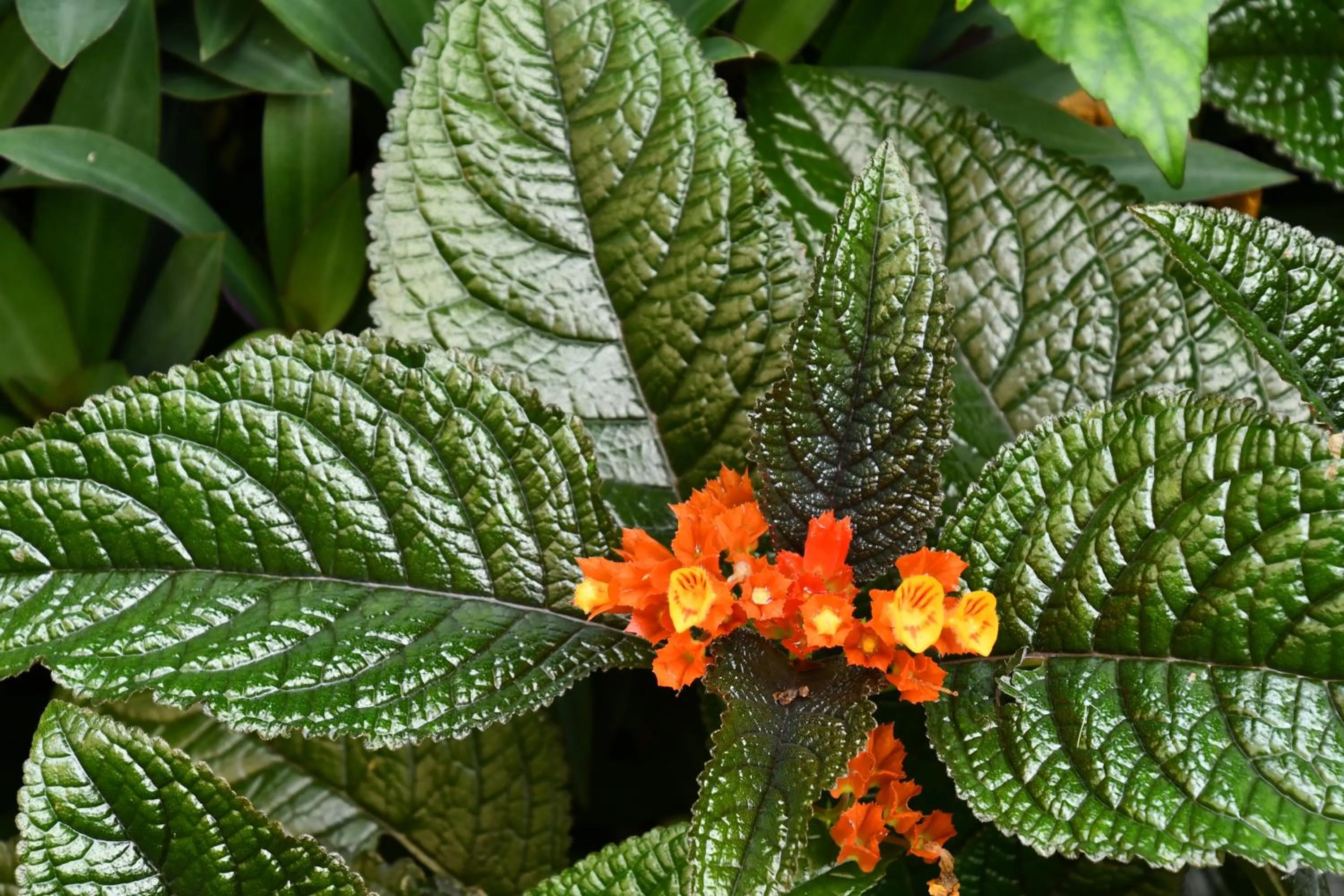Natural landscape in Hotel Alisei