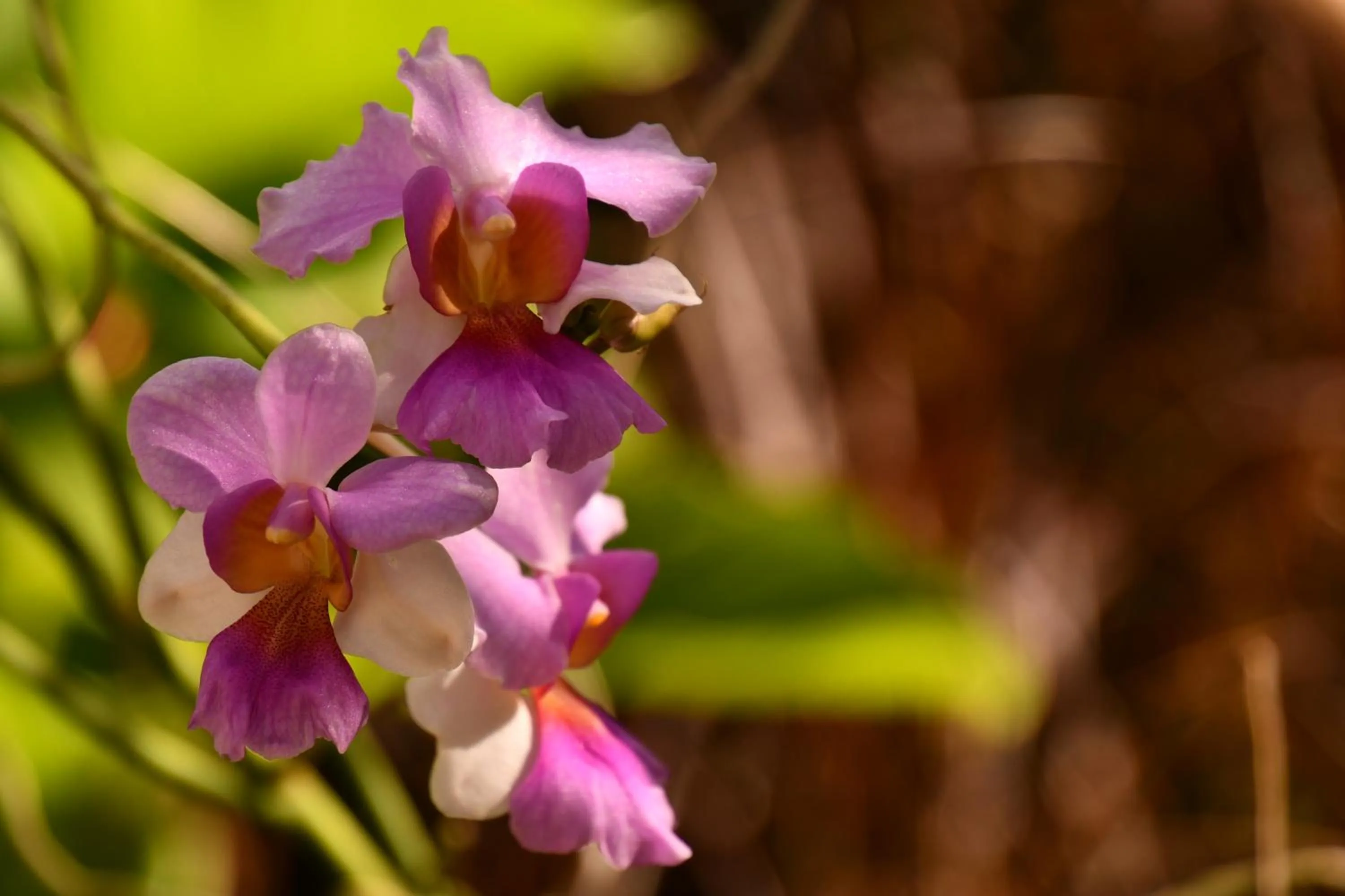 Natural landscape in Hotel Alisei