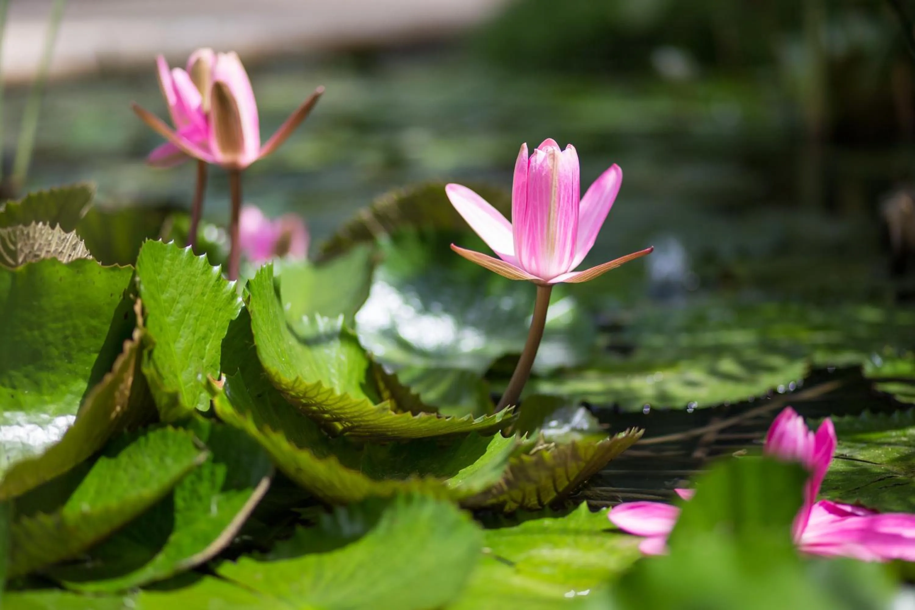 Spa and wellness centre/facilities in Hotel Alisei