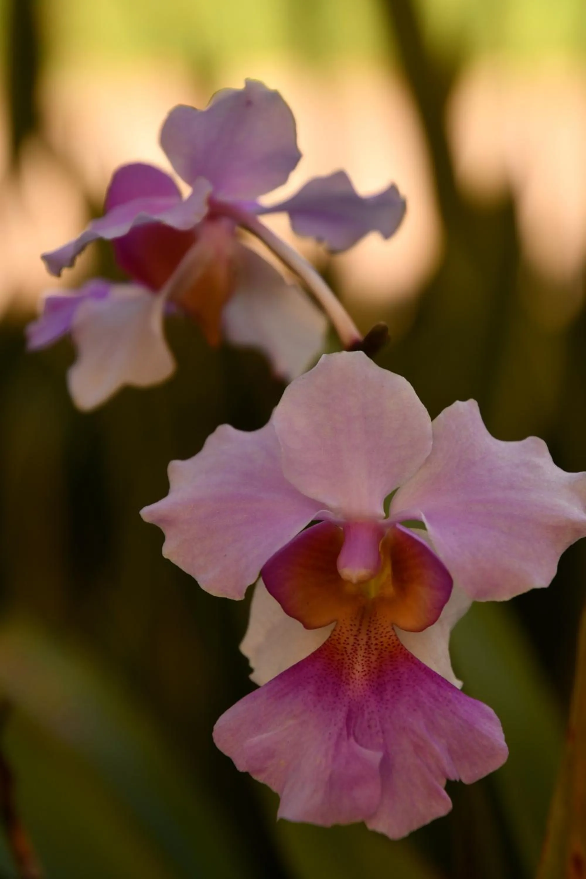 Natural landscape in Hotel Alisei