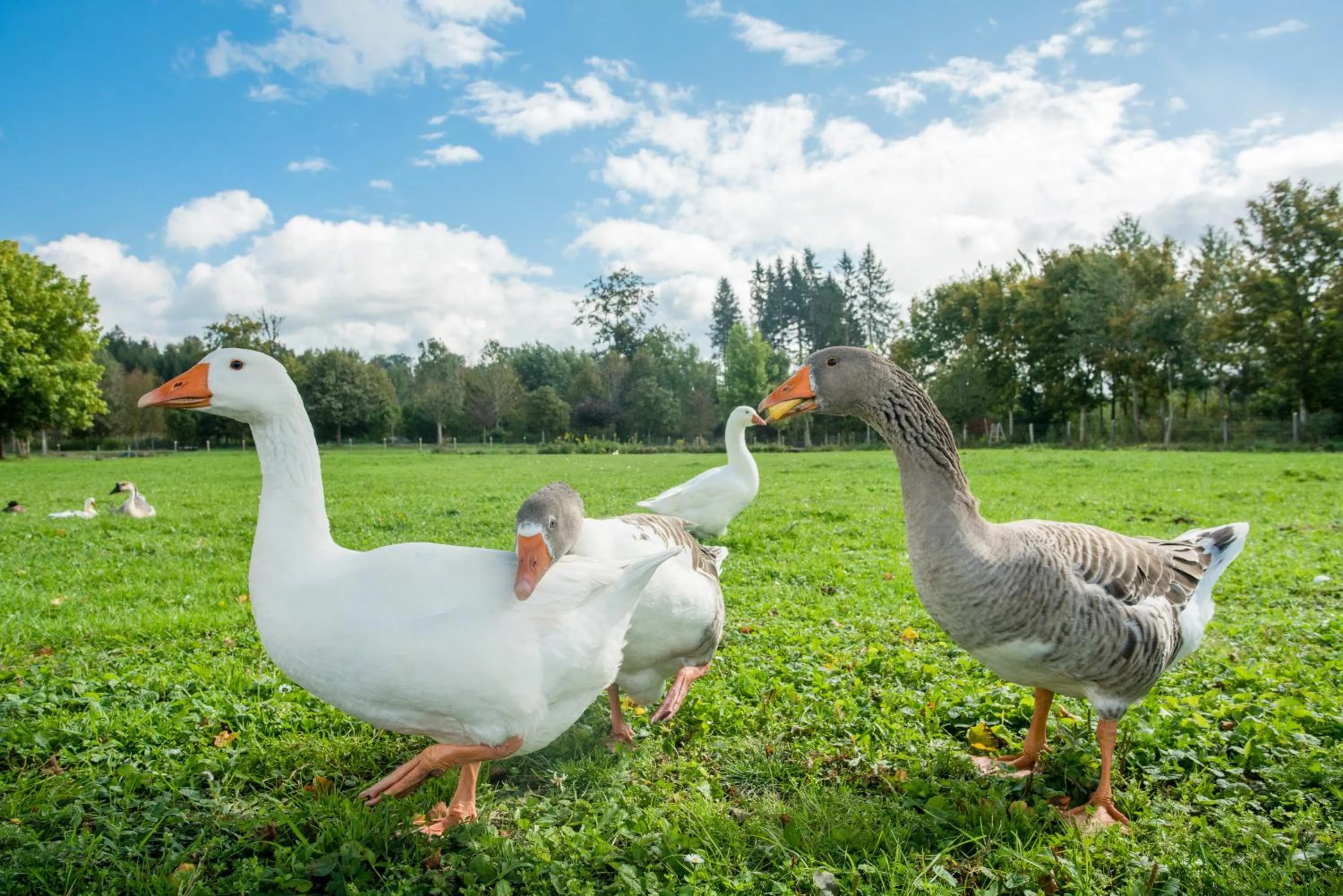 Animals in Hotel Hofgut Tiergarten