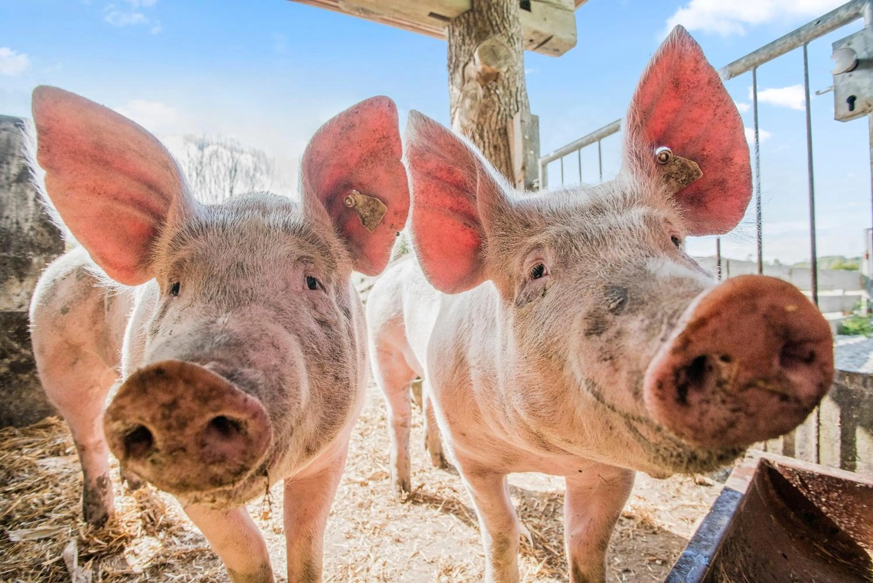 Animals in Hotel Hofgut Tiergarten