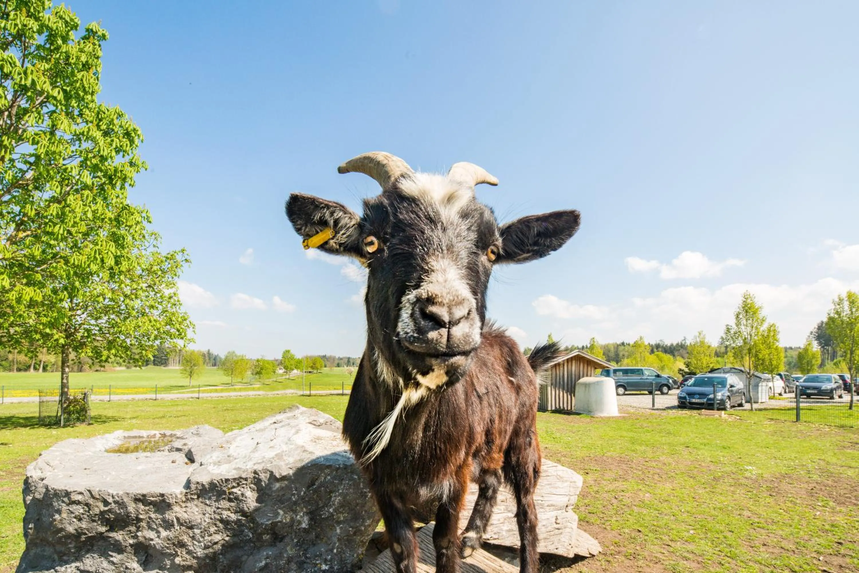 Animals in Hotel Hofgut Tiergarten