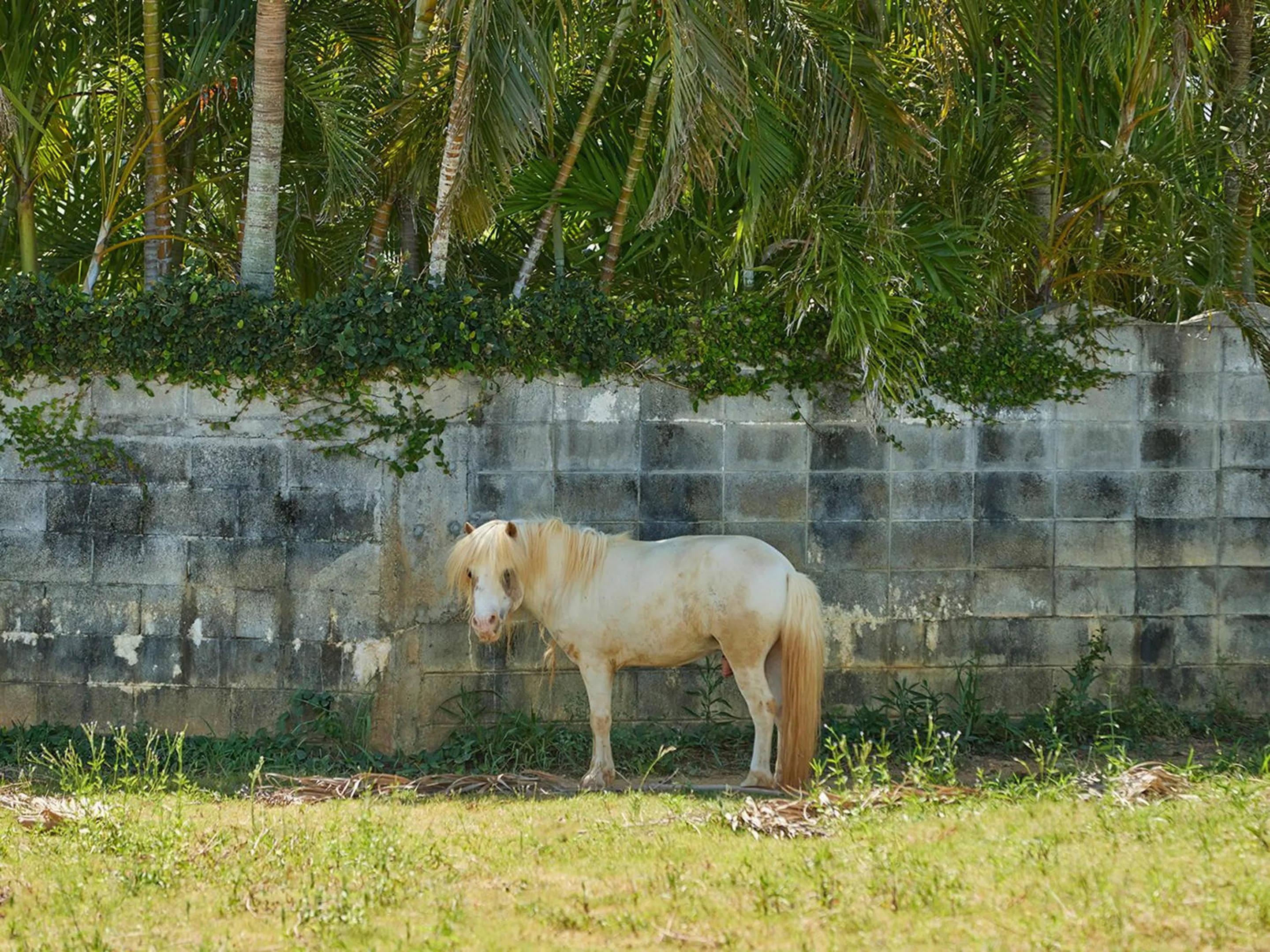 Garden in Pension Snadun