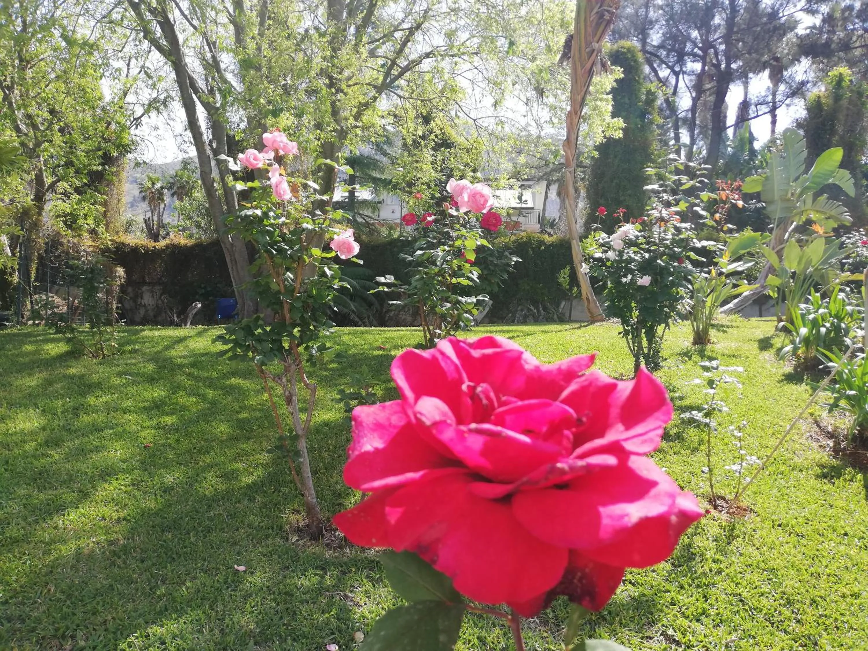 Garden view in B & B Villa Flora