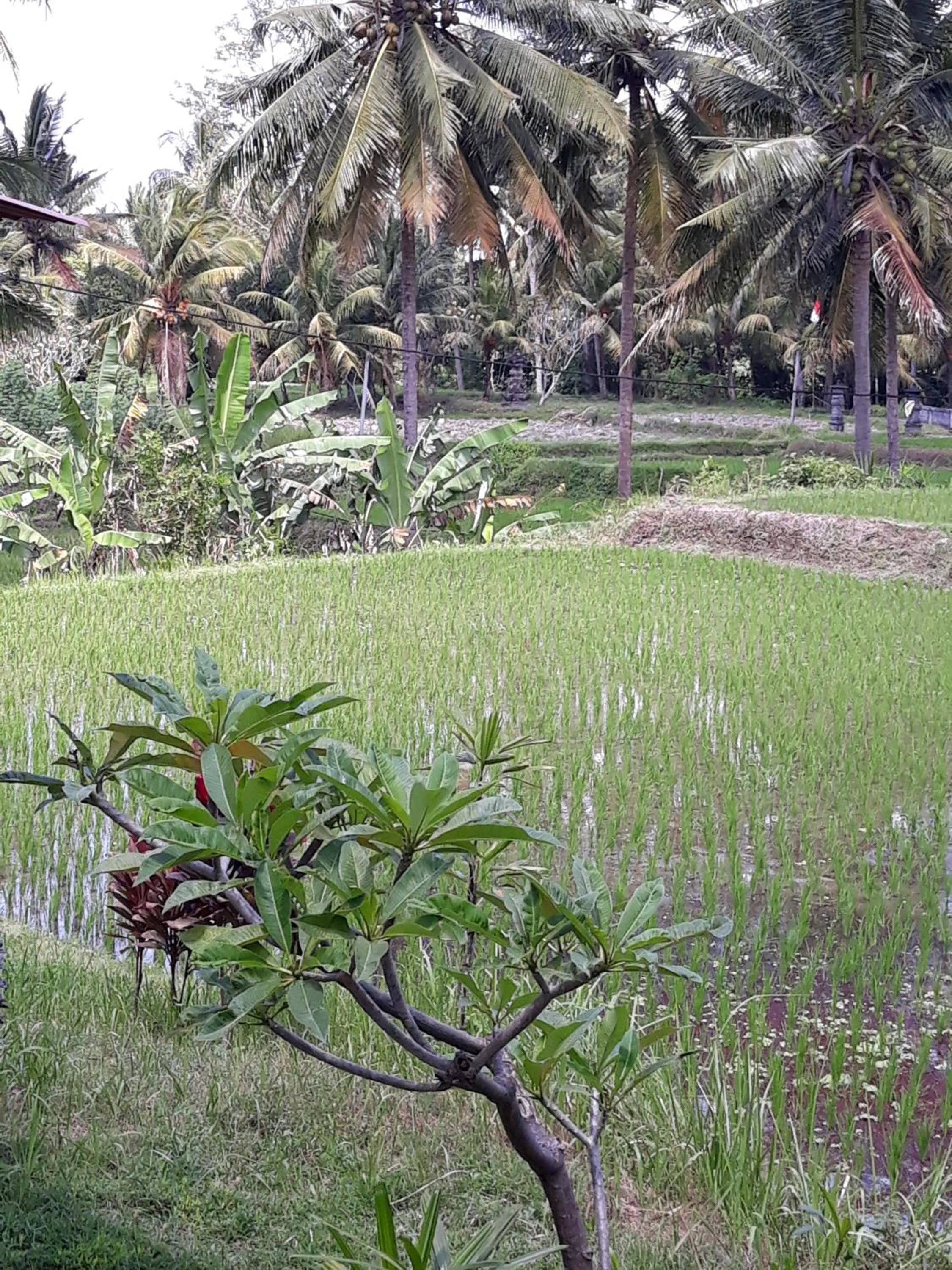 Umah Dangin Guest House