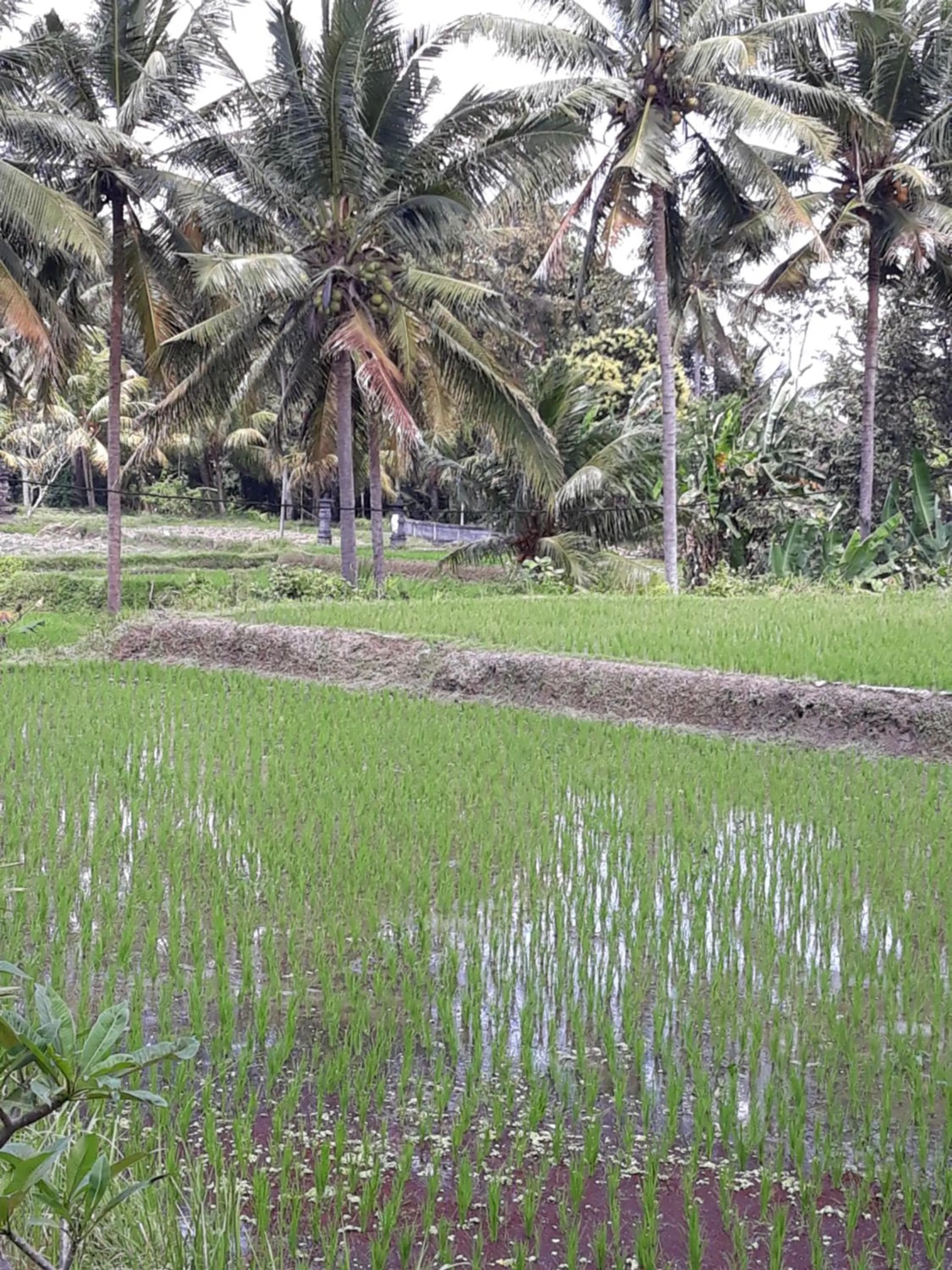 Umah Dangin Guest House