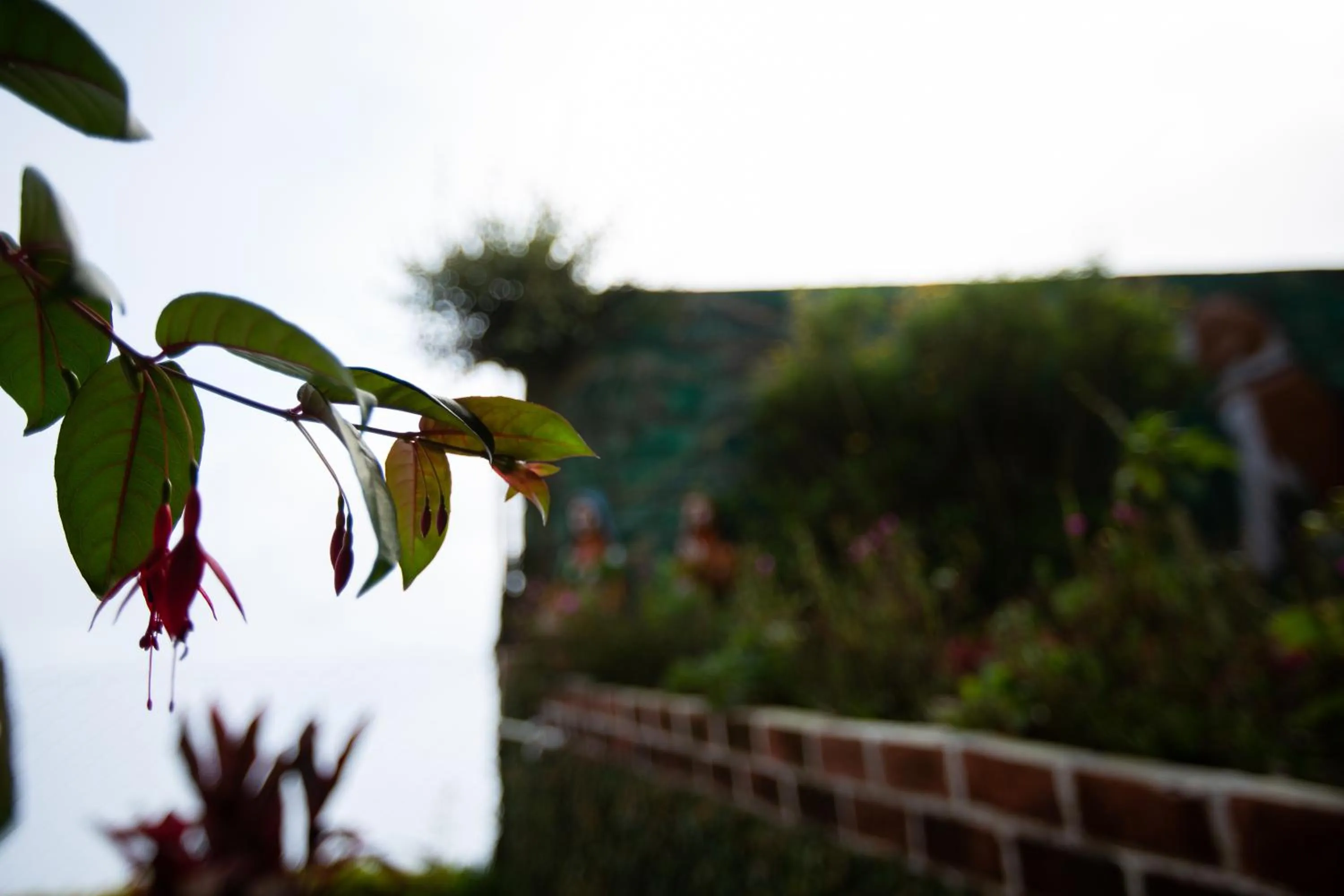 Garden in Syamantac Villa