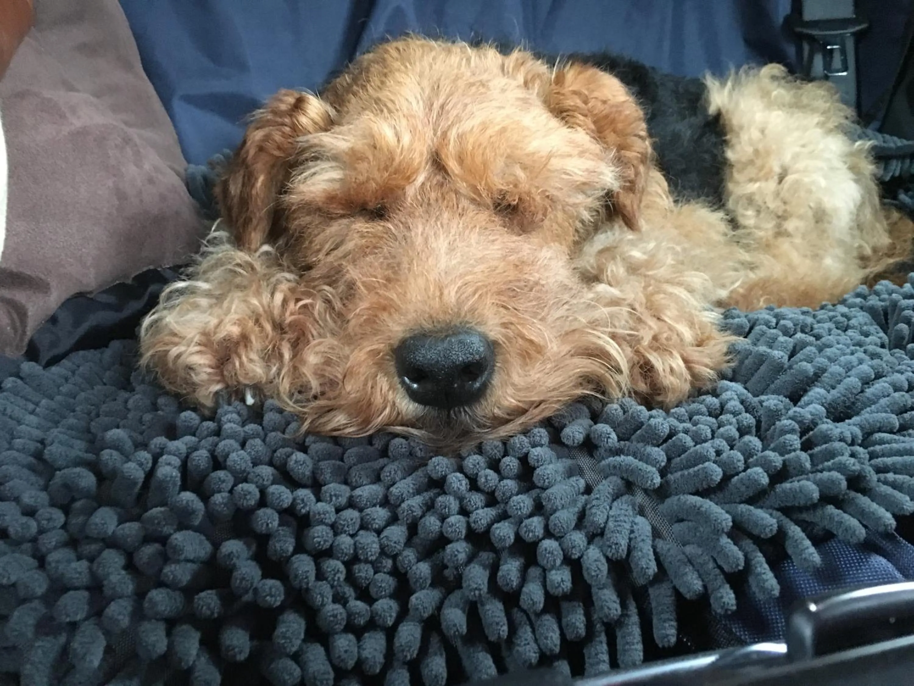 Animals in The George