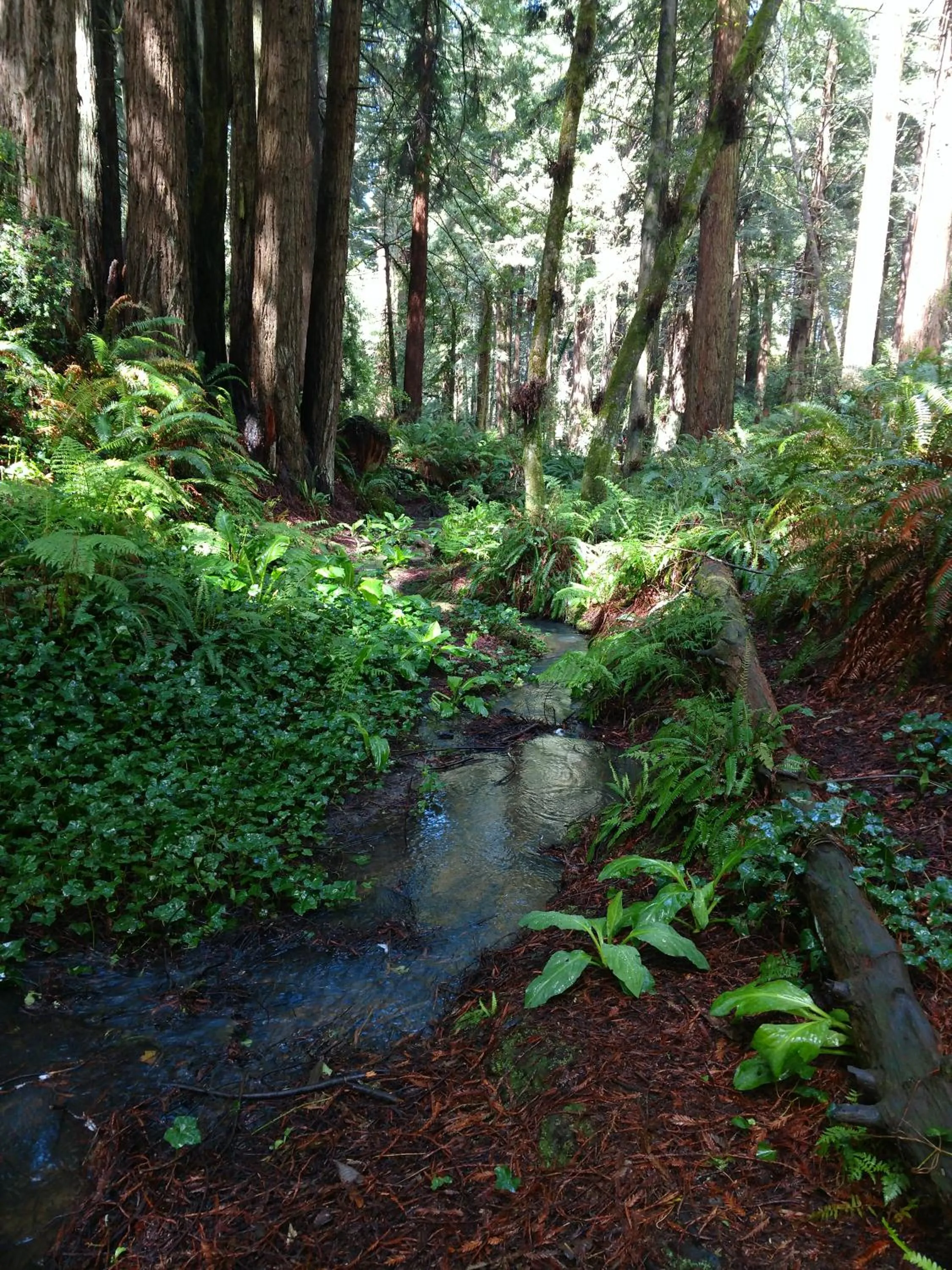 Natural landscape in Emerald Forest Cabins