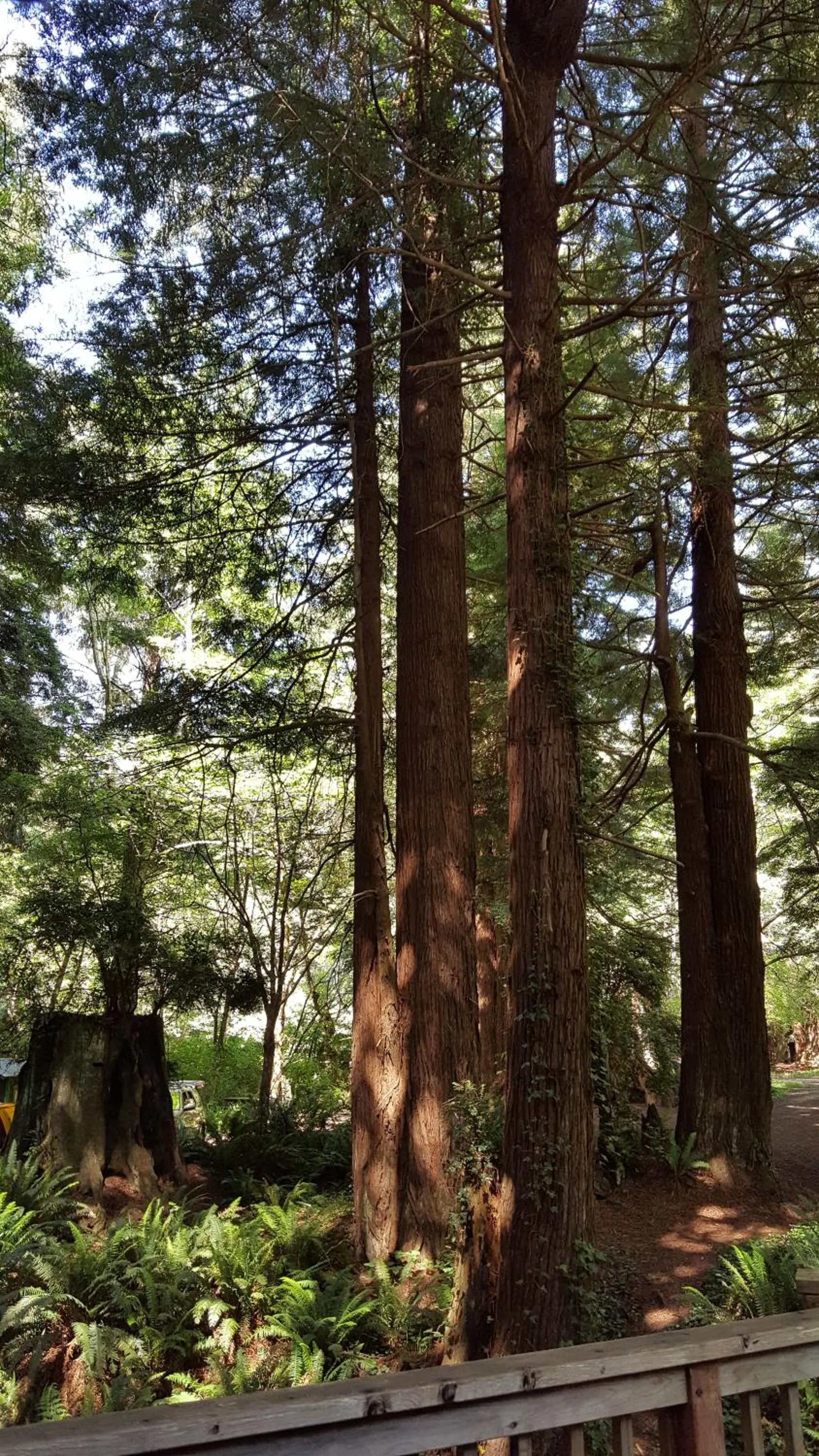 Other in Emerald Forest Cabins