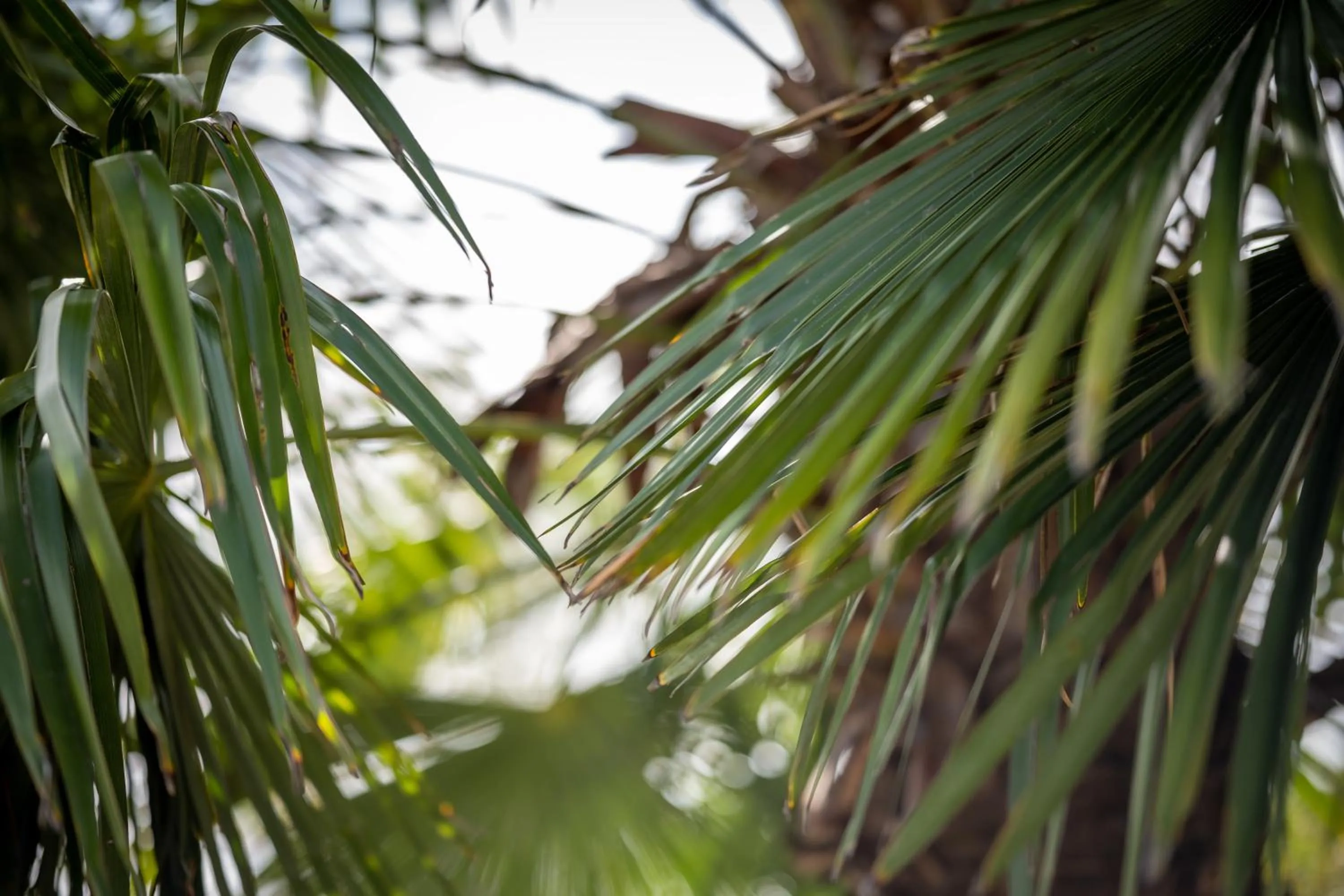 Garden in Tulip Inn Beaune