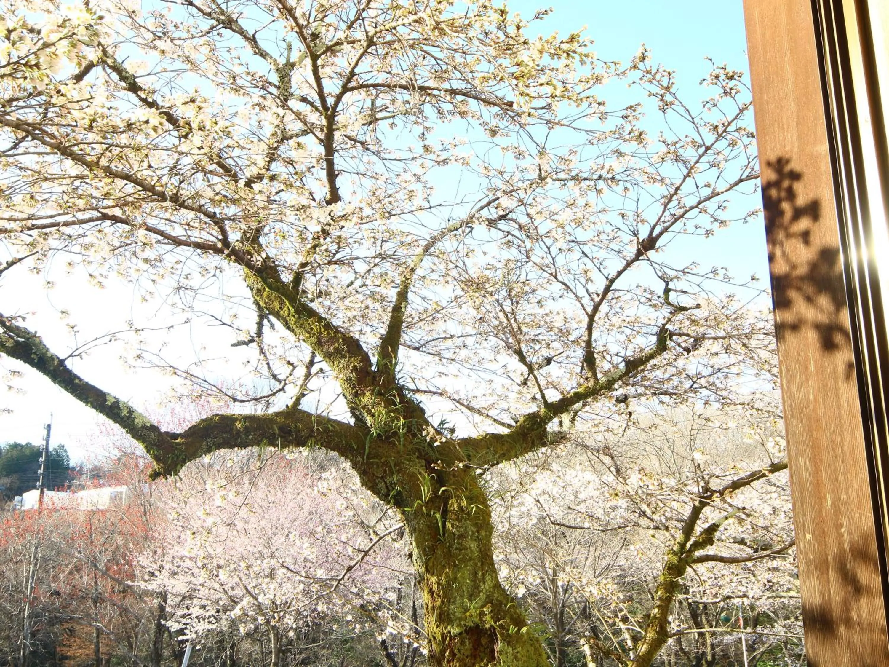 Natural landscape in Ena Totaro