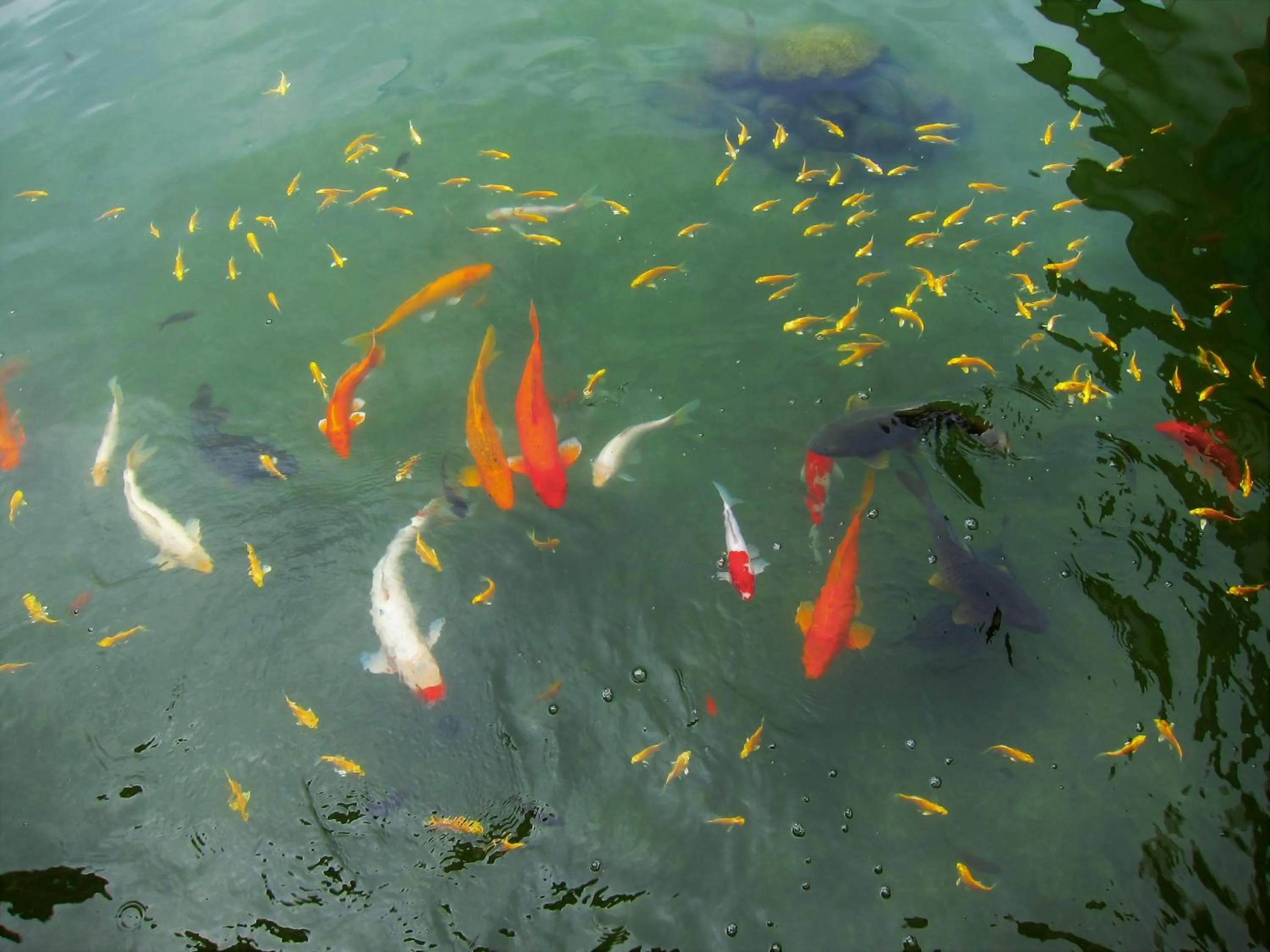 Animals in 雲起軒民宿 Cloudscape B&B