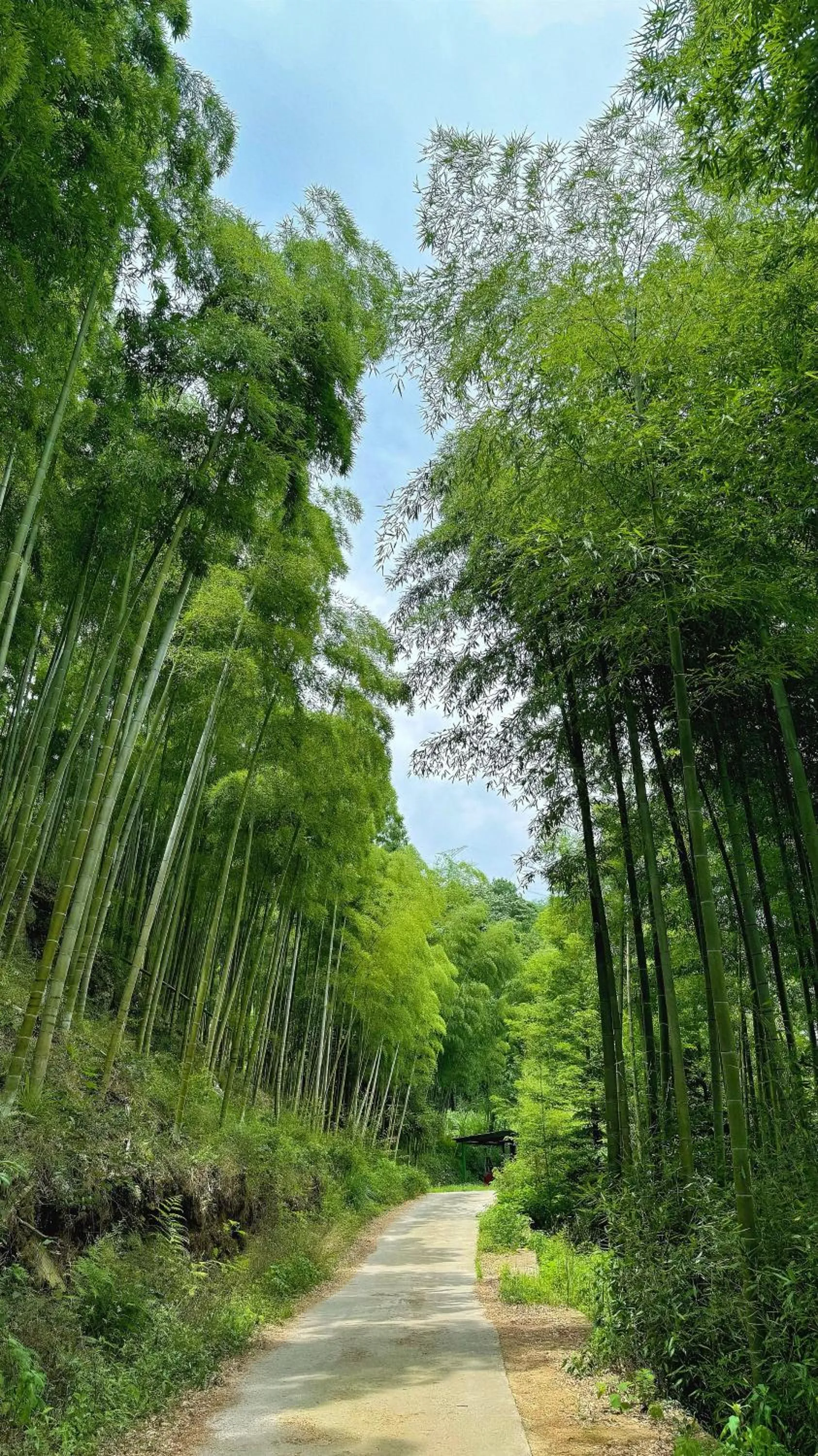 Hiking in Moganshan Arcadia Resorts