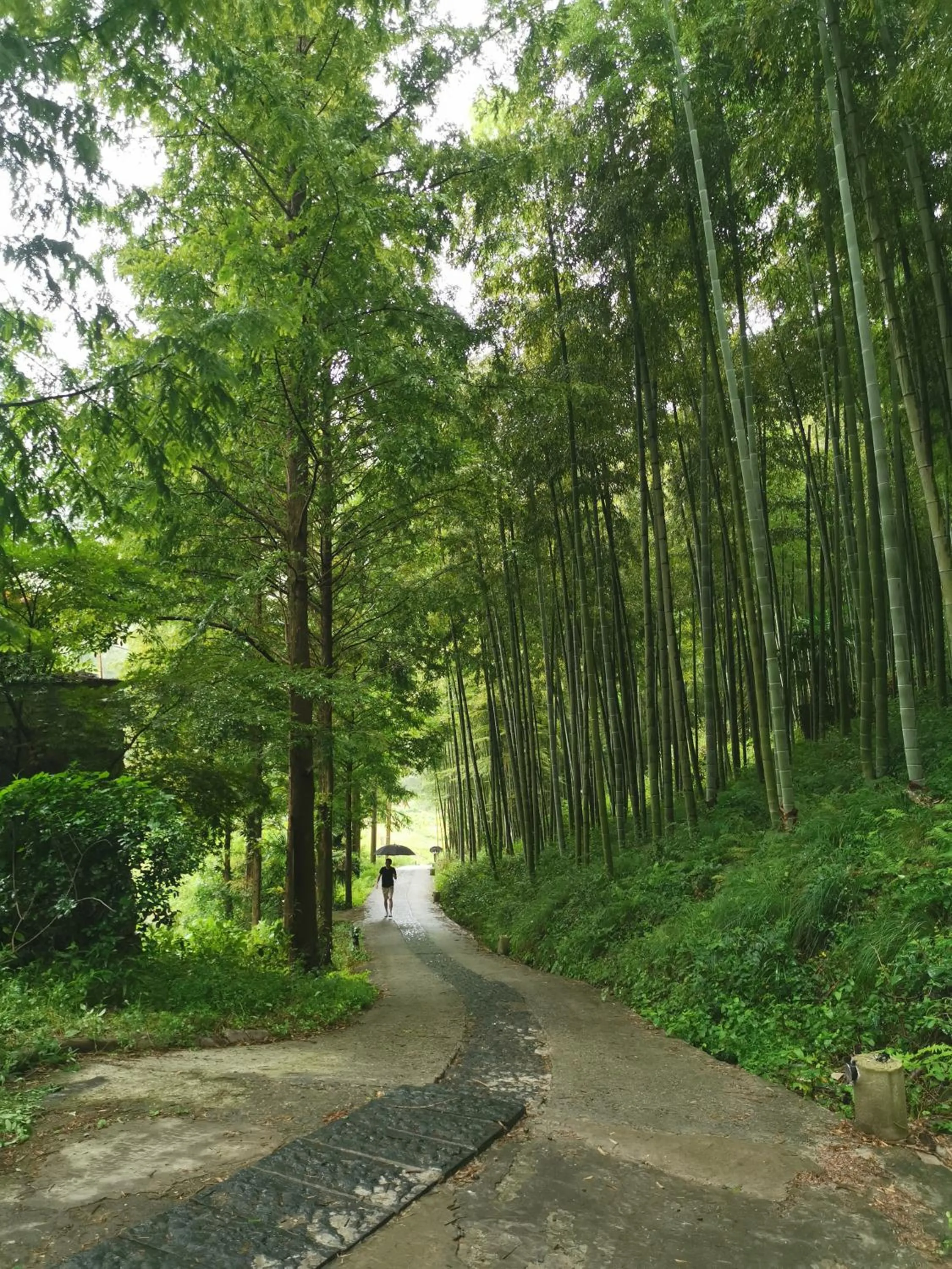 Spring in Moganshan Arcadia Resorts