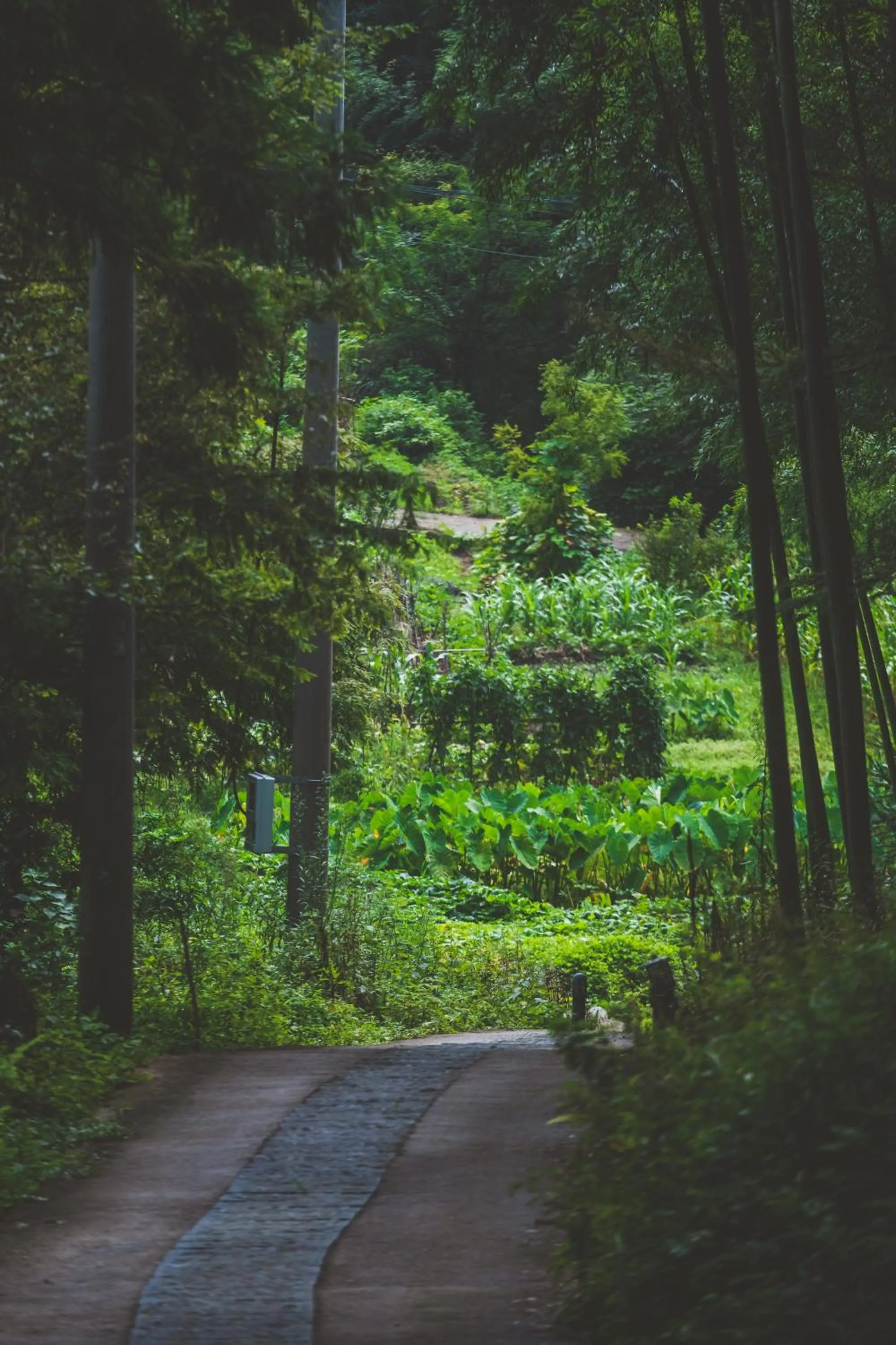 Spring in Moganshan Arcadia Resorts