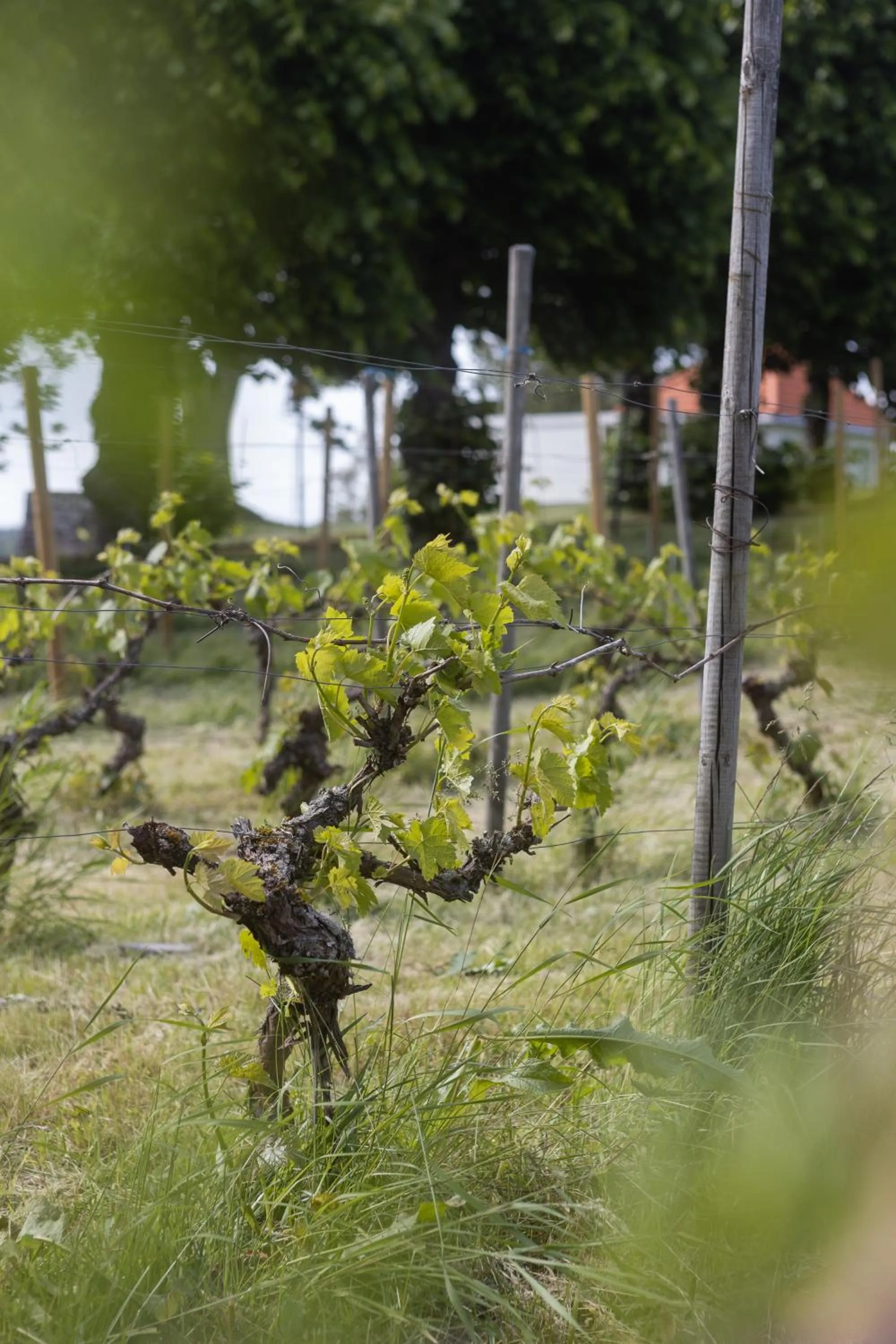 Day in Dal Gjestegaard