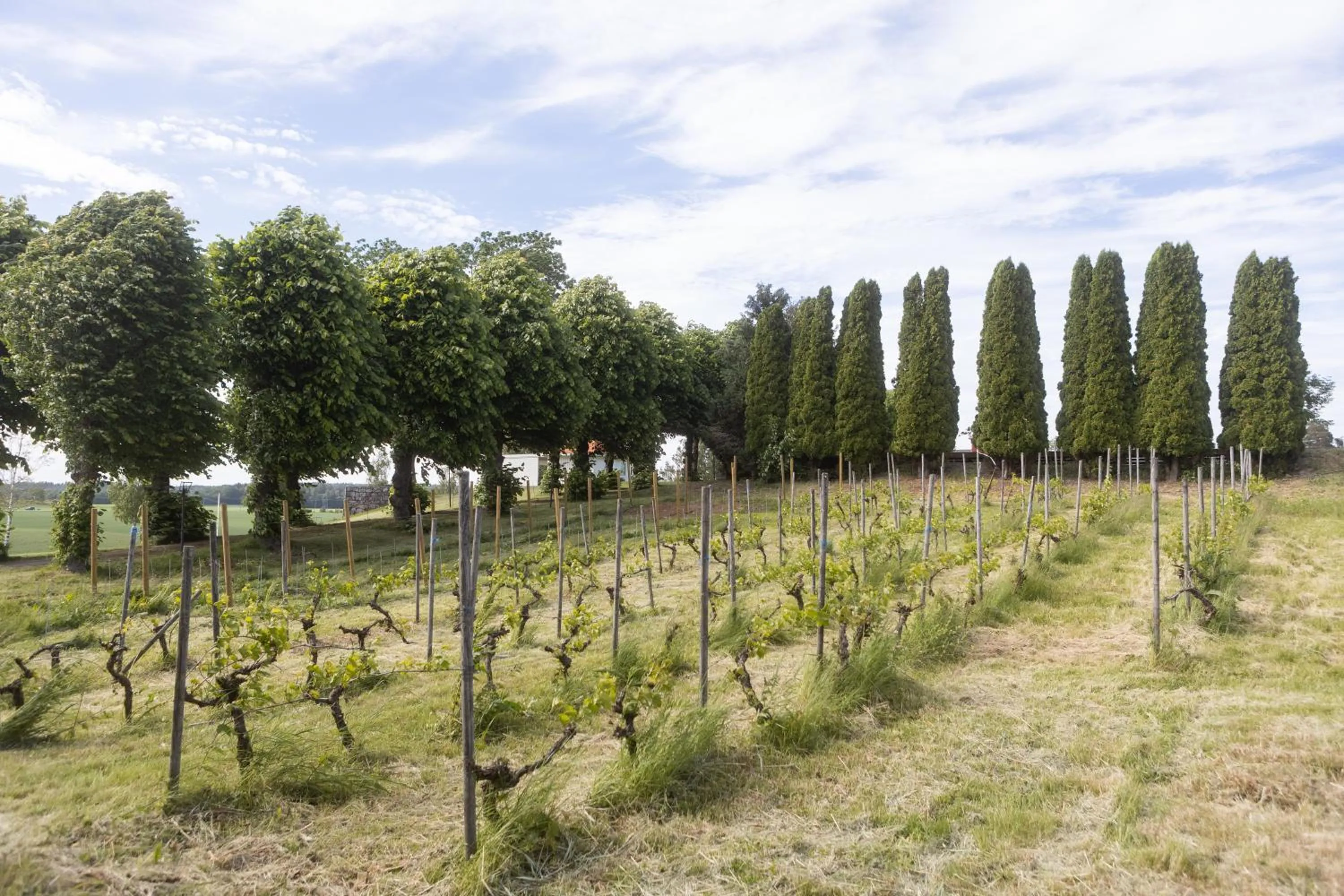 Natural landscape in Dal Gjestegaard