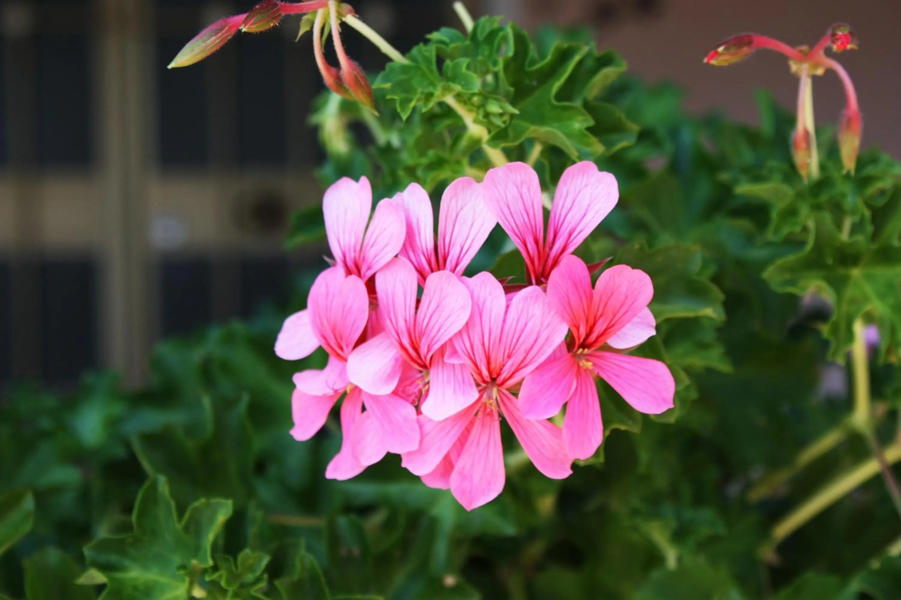 Spring in B&B da Gio'