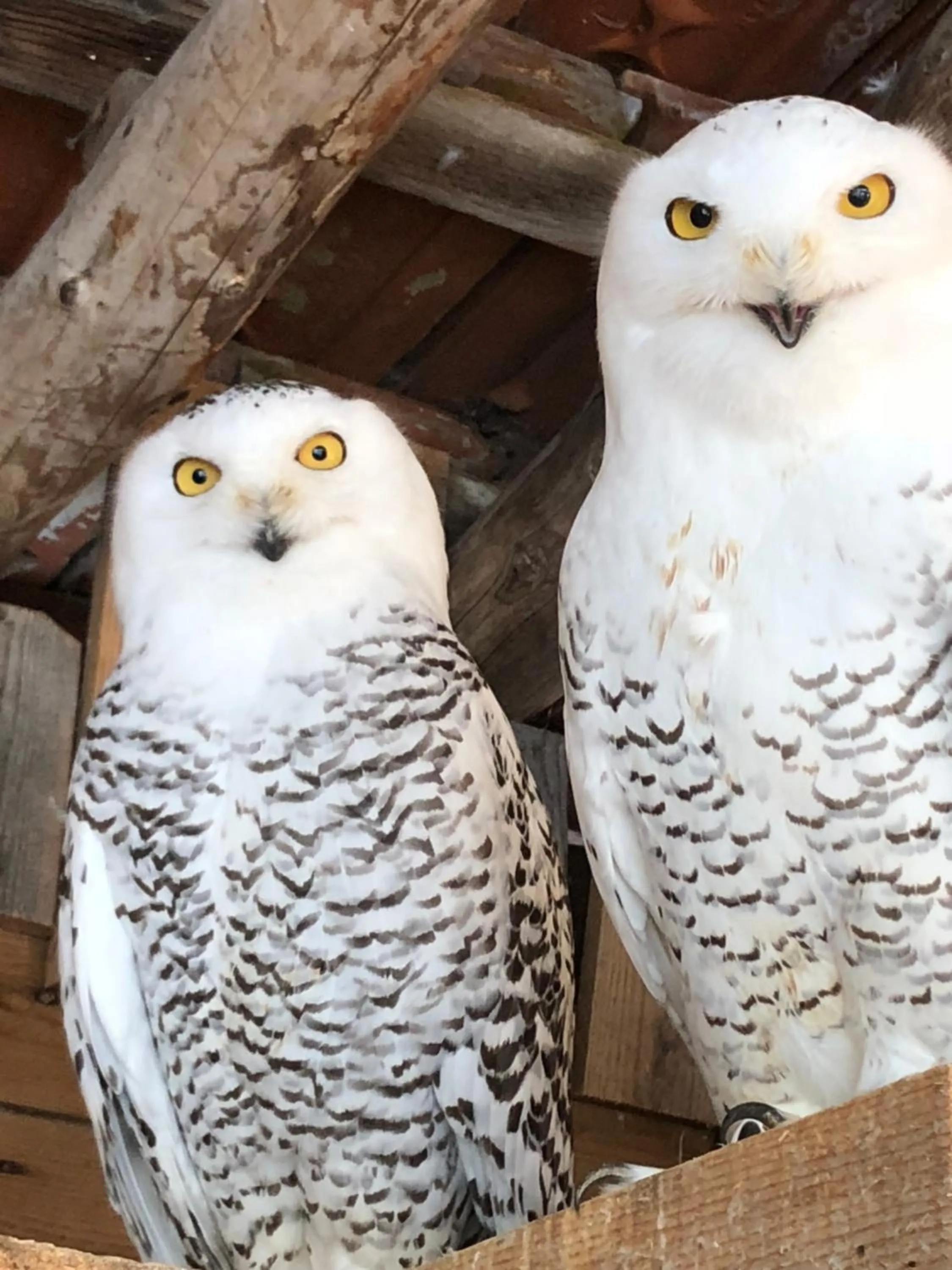 Animals in TH Borca di Cadore - Park Hotel Des Dolomites