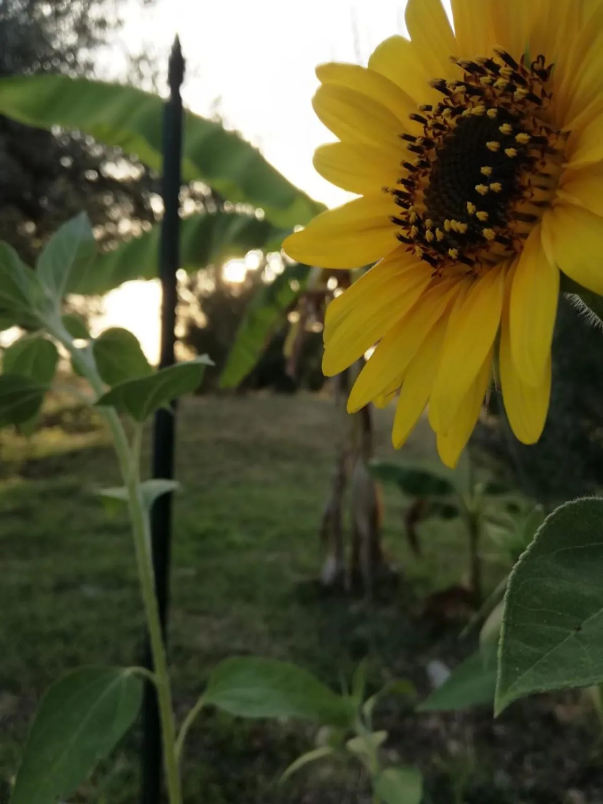 Summer in Relais Il Giardino fra gli Ulivi - Oasi Panoramica Vista Mare