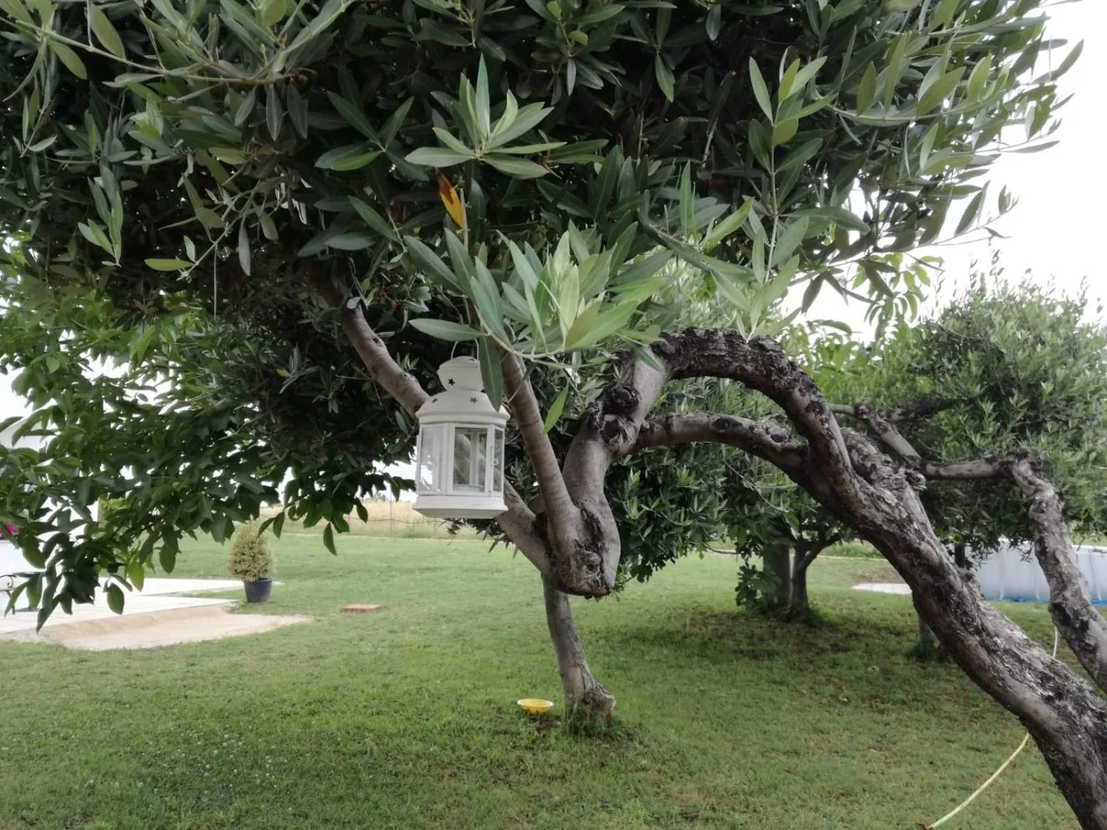 Garden view in Relais Il Giardino fra gli Ulivi - Oasi Panoramica Vista Mare