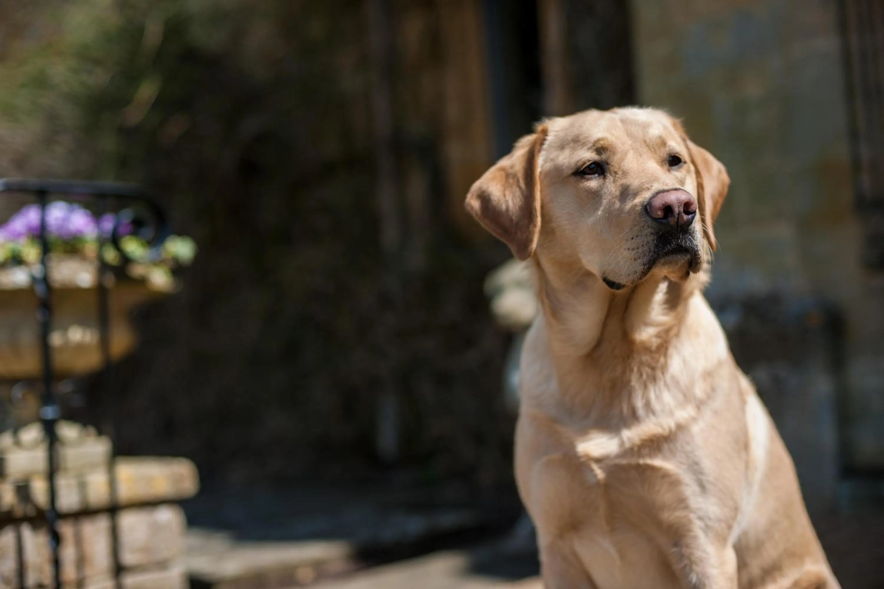 Pets in Buckland Manor - A Relais & Chateaux Hotel